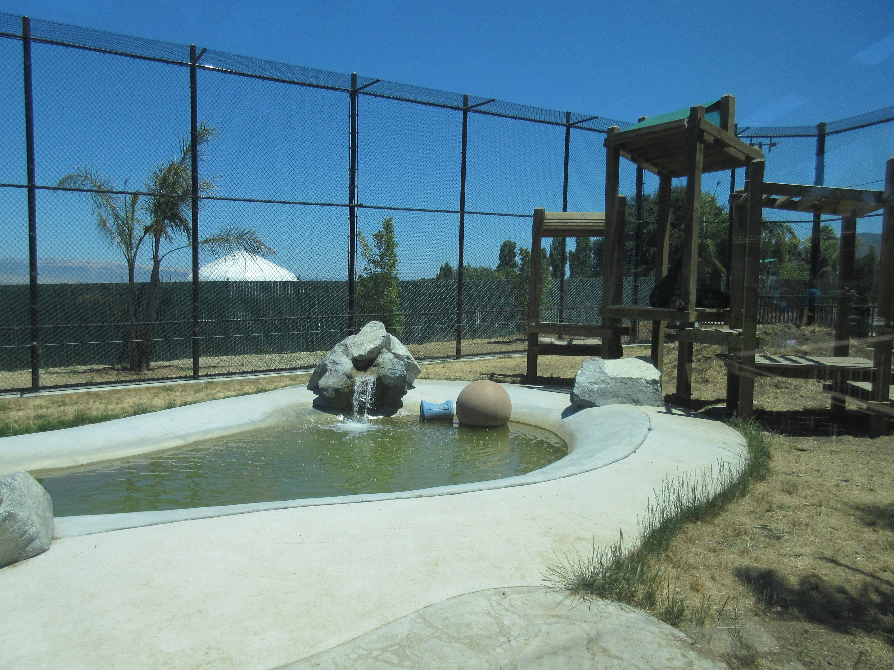 American Black Bear Exhibit #1 (New in 2017)
