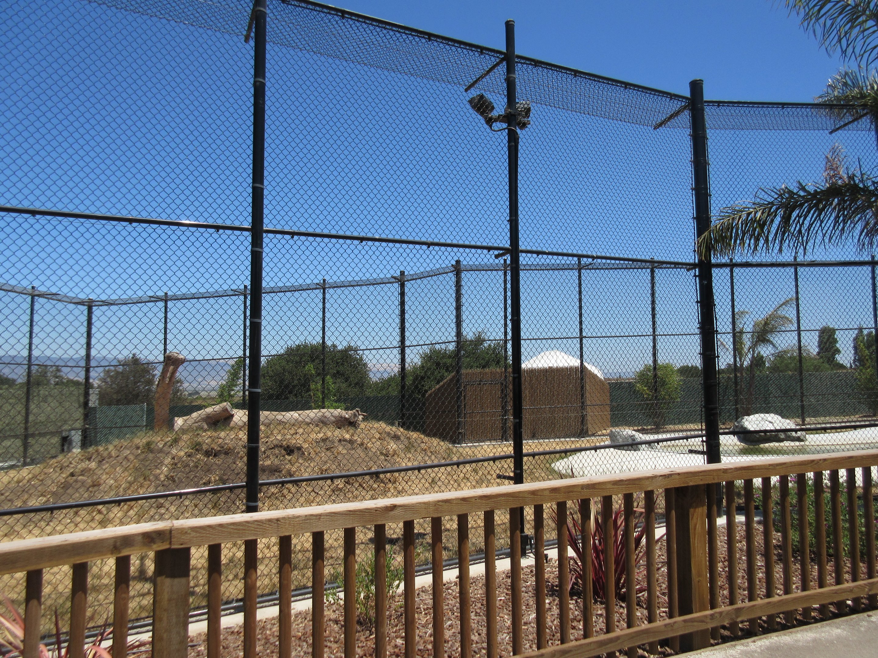 American Black Bear Exhibit #1 (New in 2017)