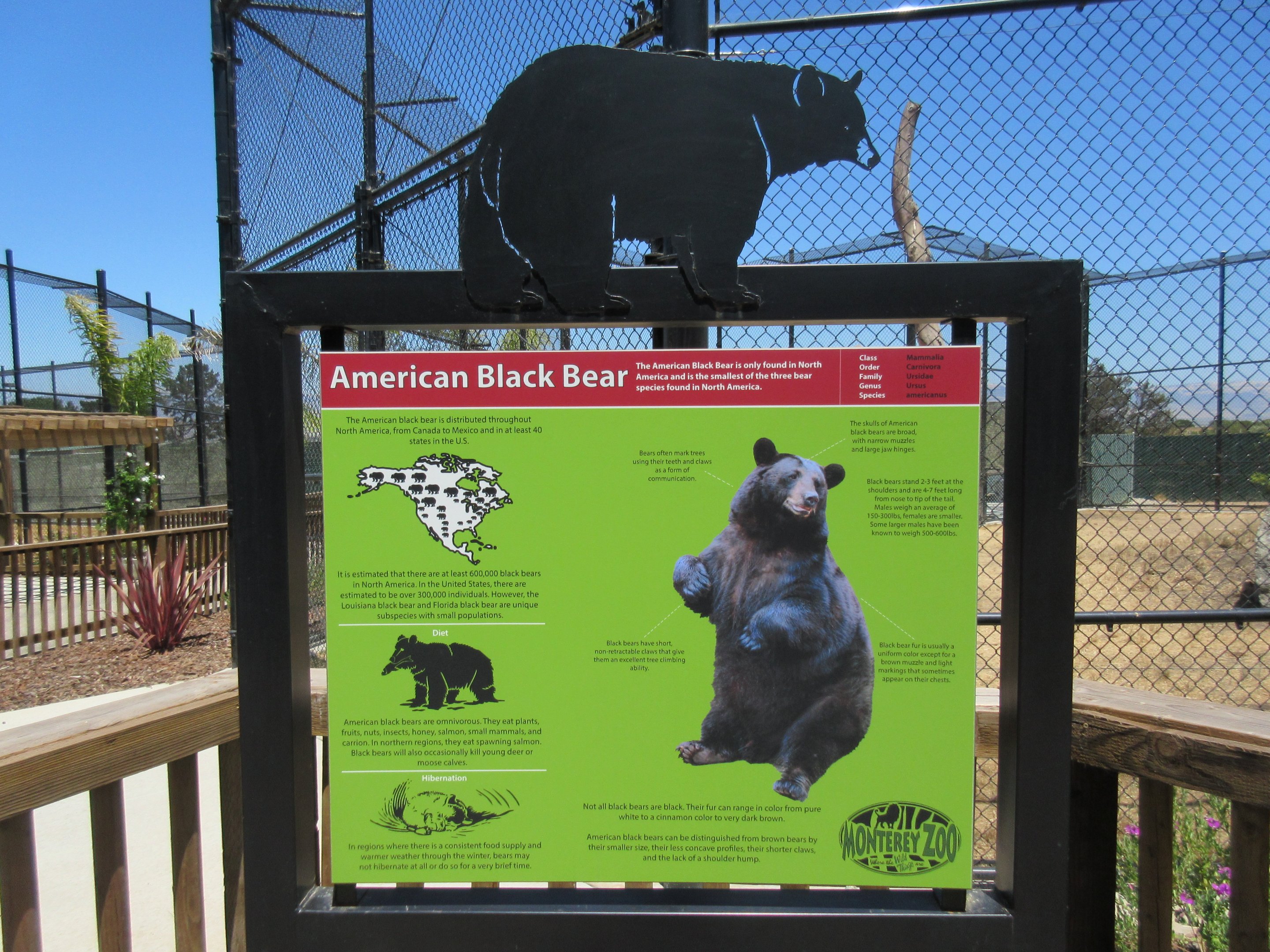 American Black Bear Exhibit #1 (New in 2017)