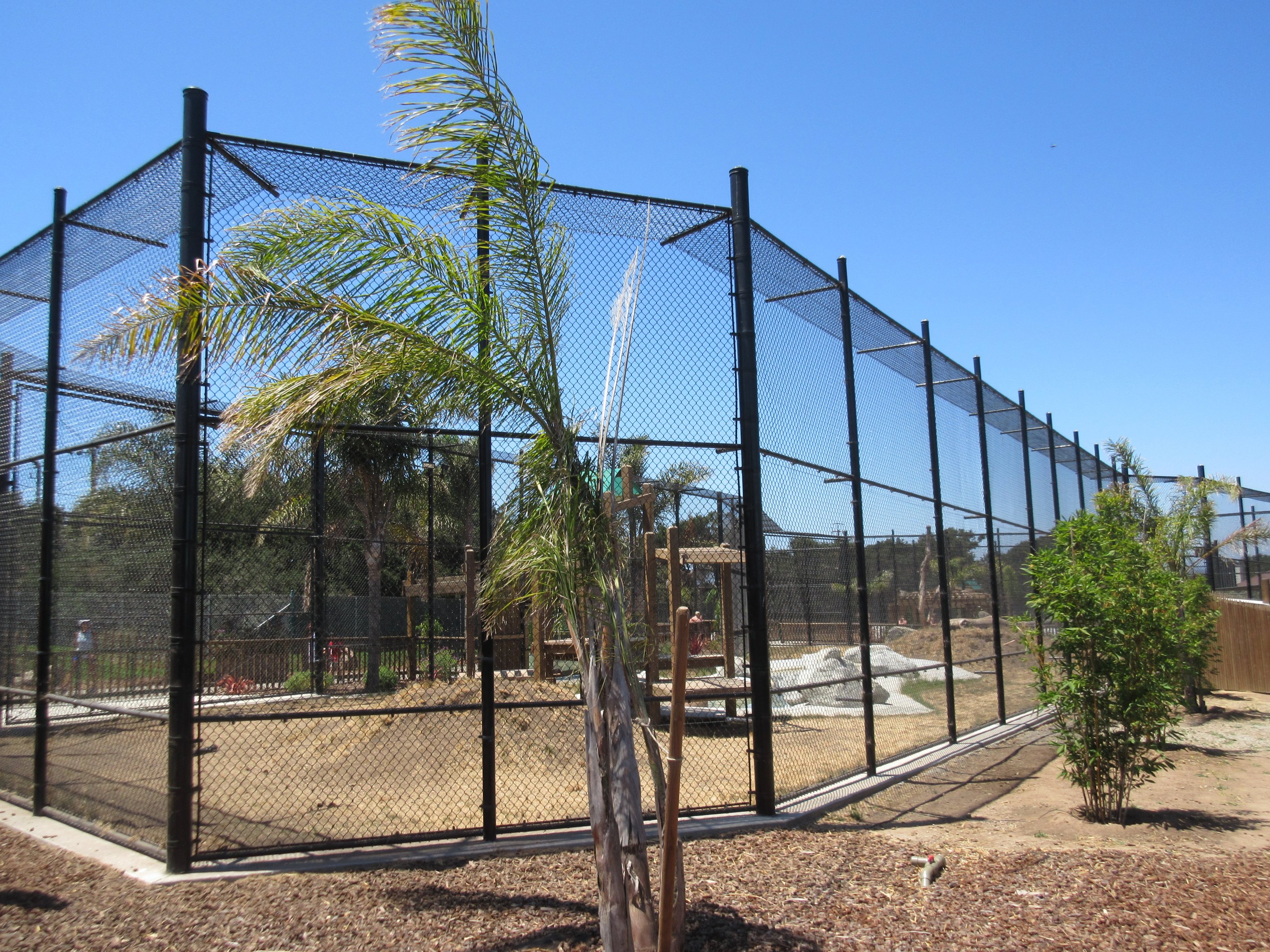 American Black Bear Exhibit #1 (New in 2017)