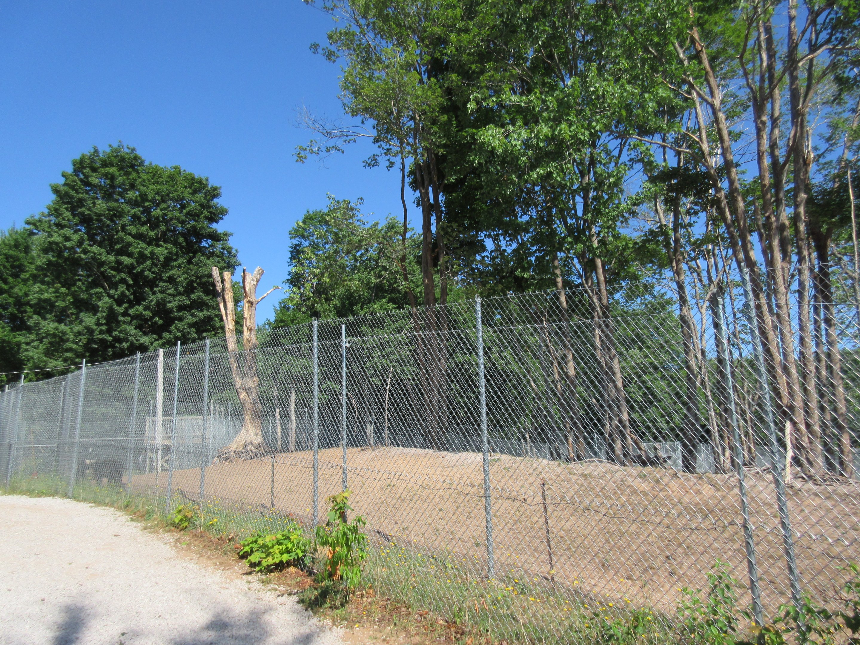 American Black Bear Exhibit #1 - Yearlings