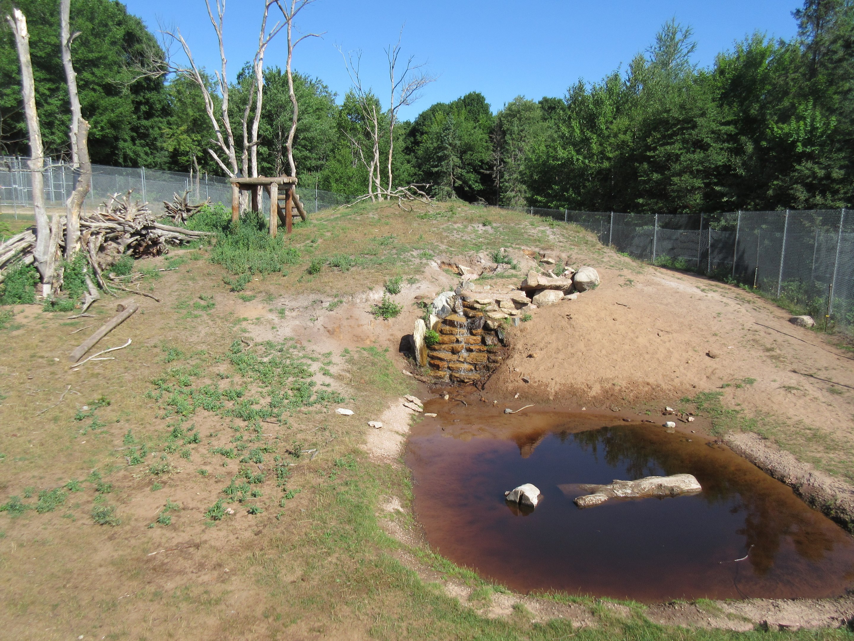 American Black Bear Exhibit #1 - Yearlings