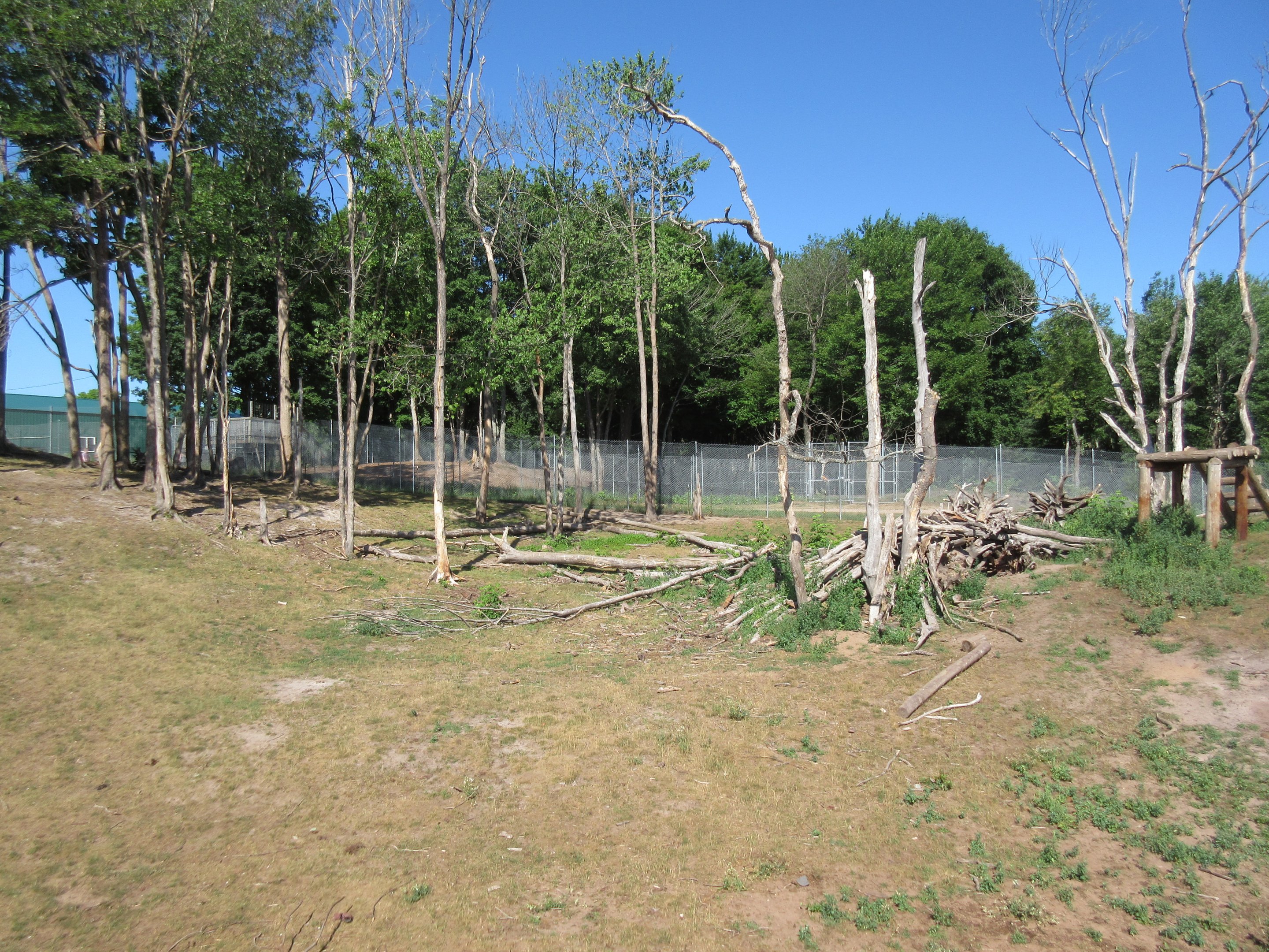 American Black Bear Exhibit #1 - Yearlings