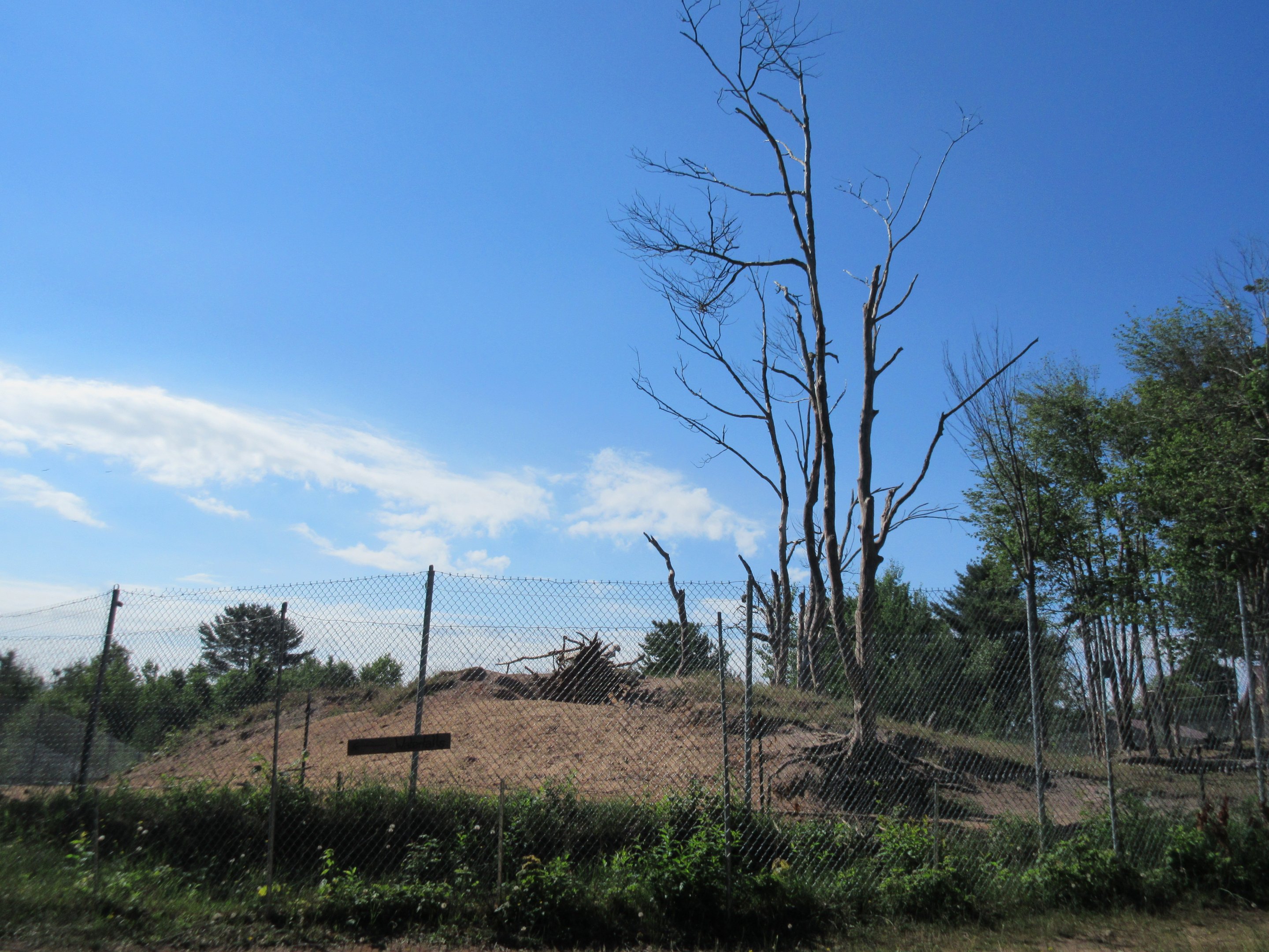 American Black Bear Exhibit #1 - Yearlings