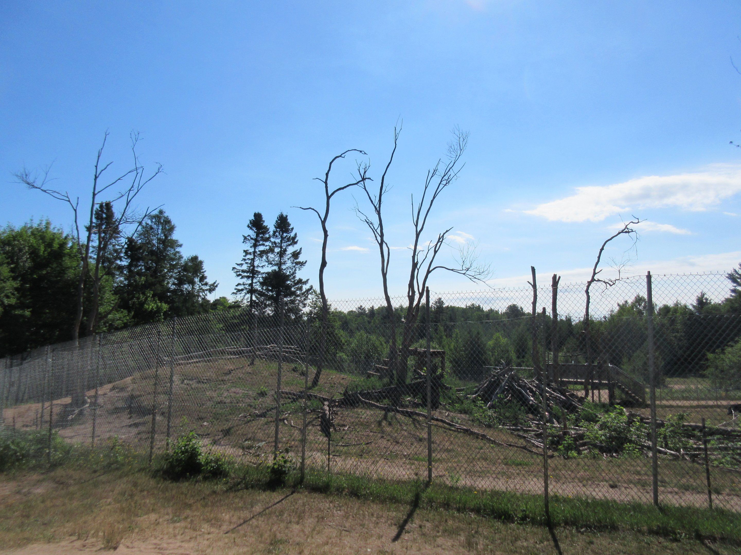 American Black Bear Exhibit #1 - Yearlings