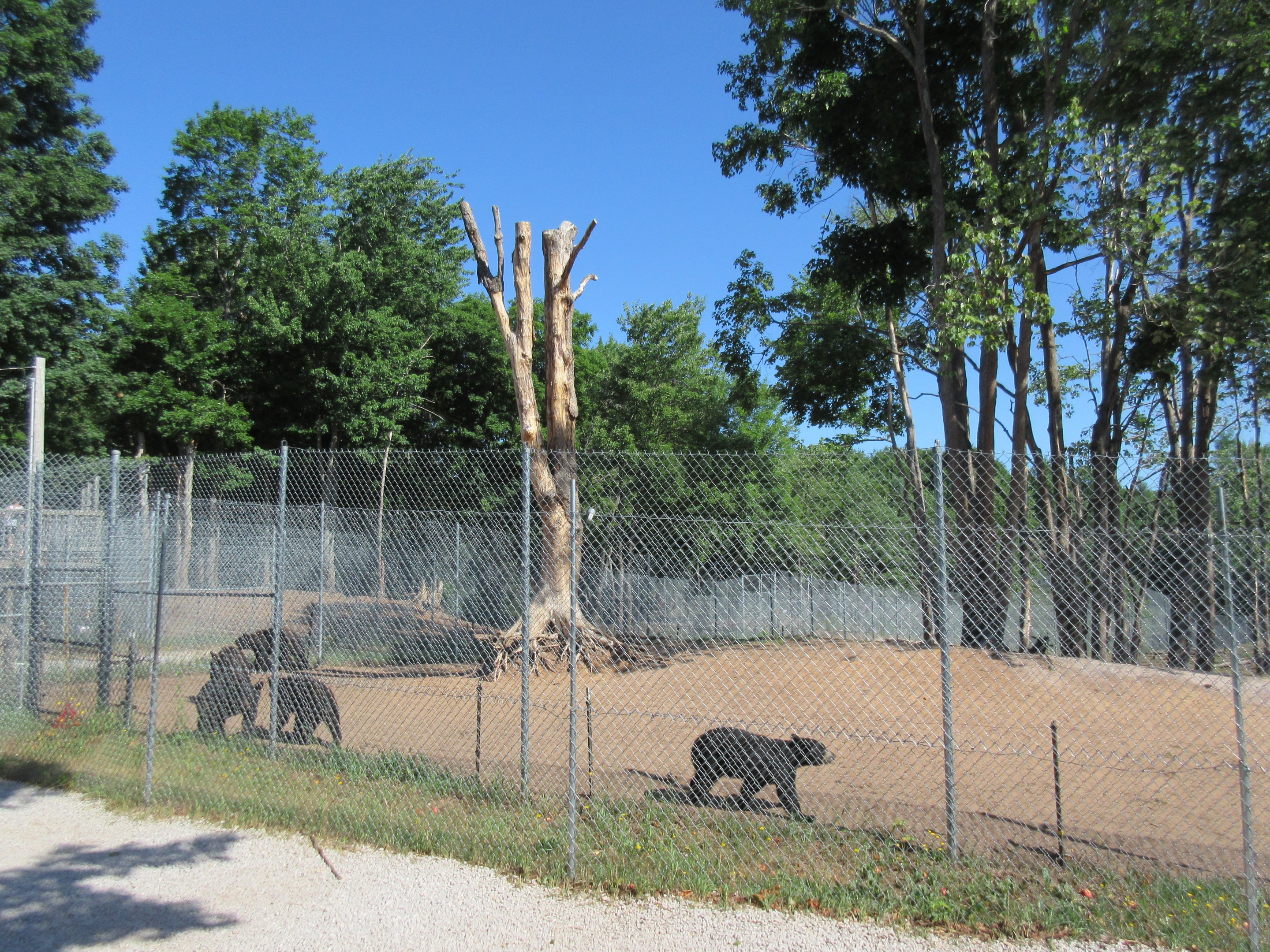 American Black Bear Exhibit #1 - Yearlings
