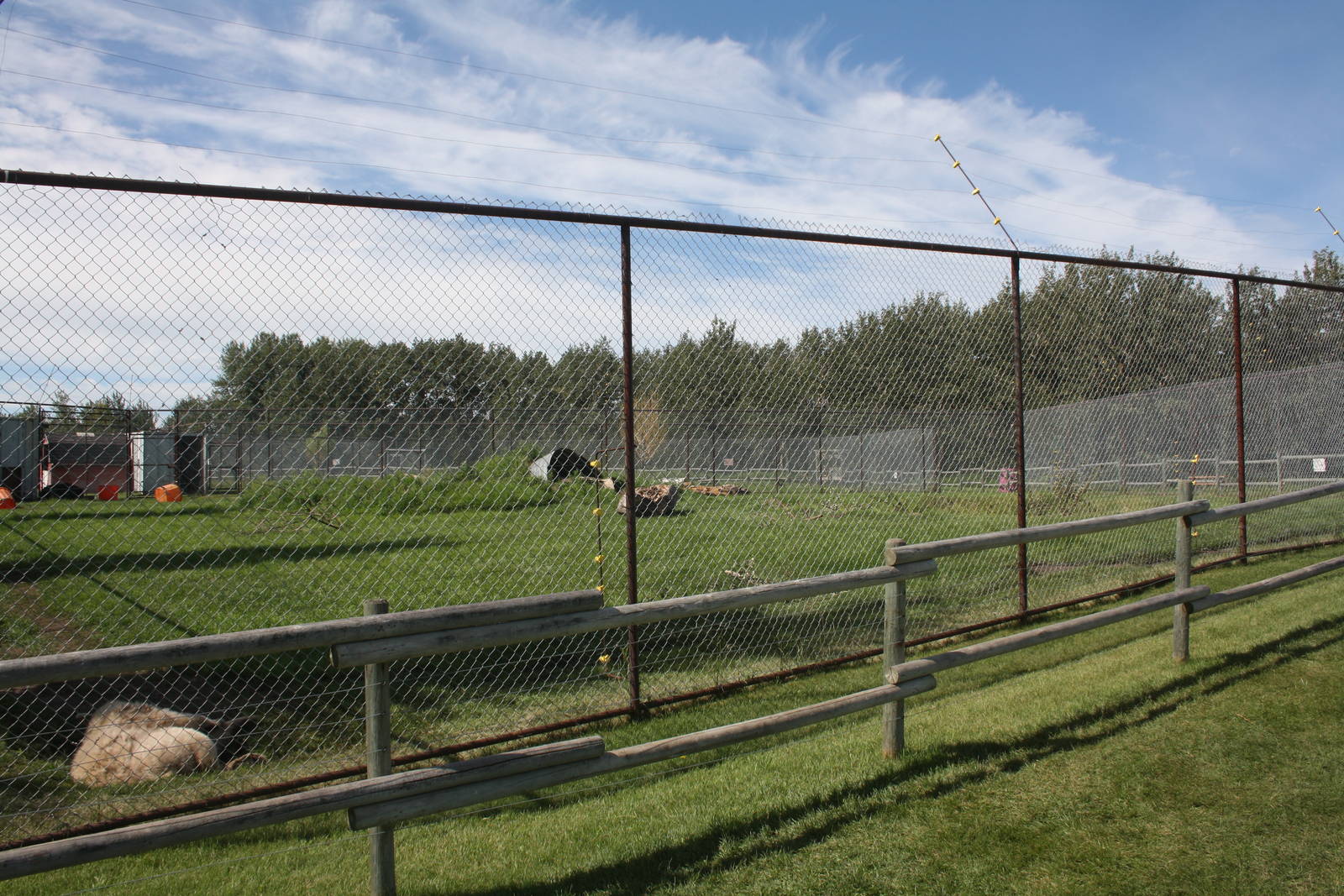 American Black Bear Exhibit #1