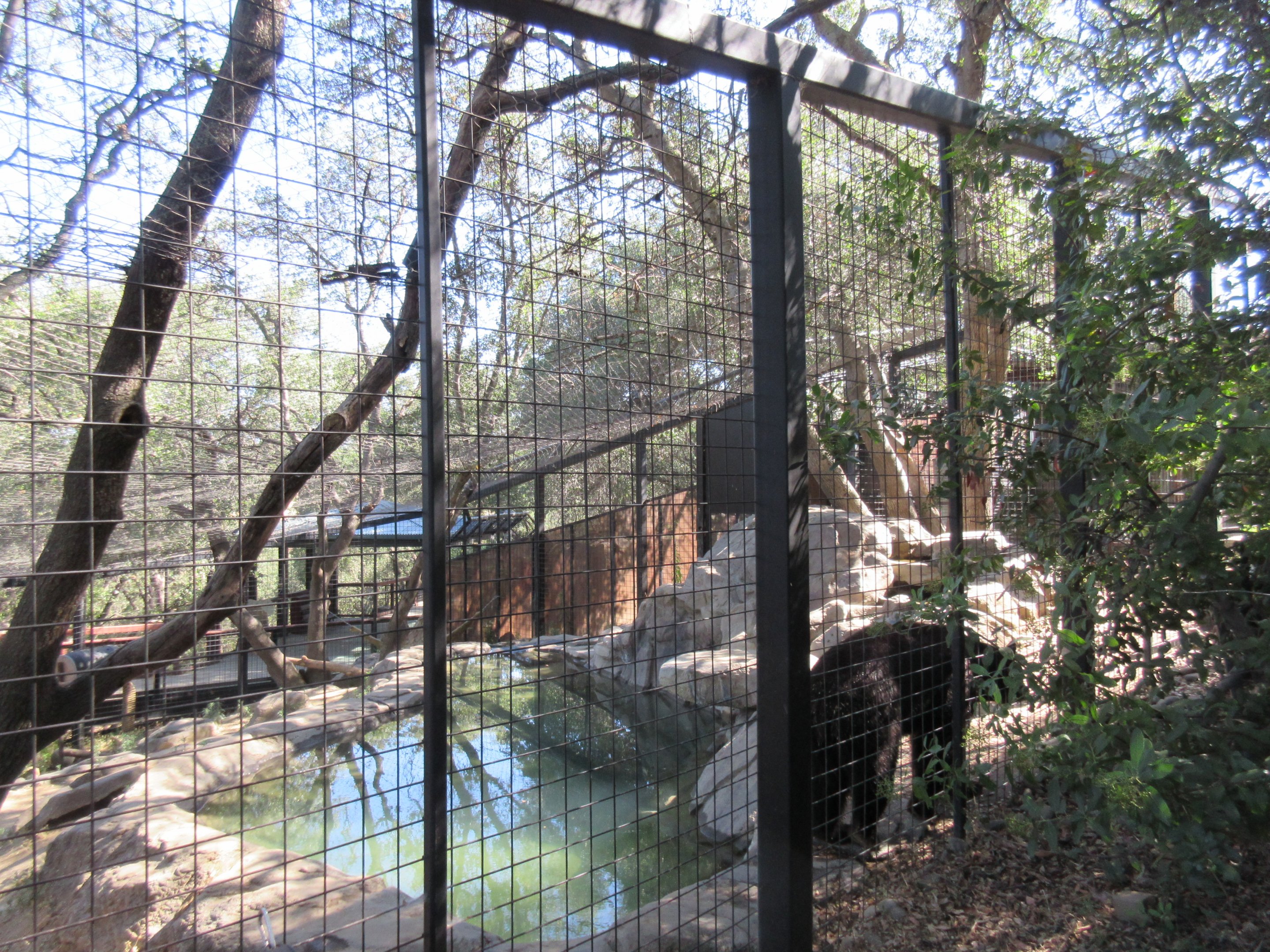 American Black Bear Exhibit #1