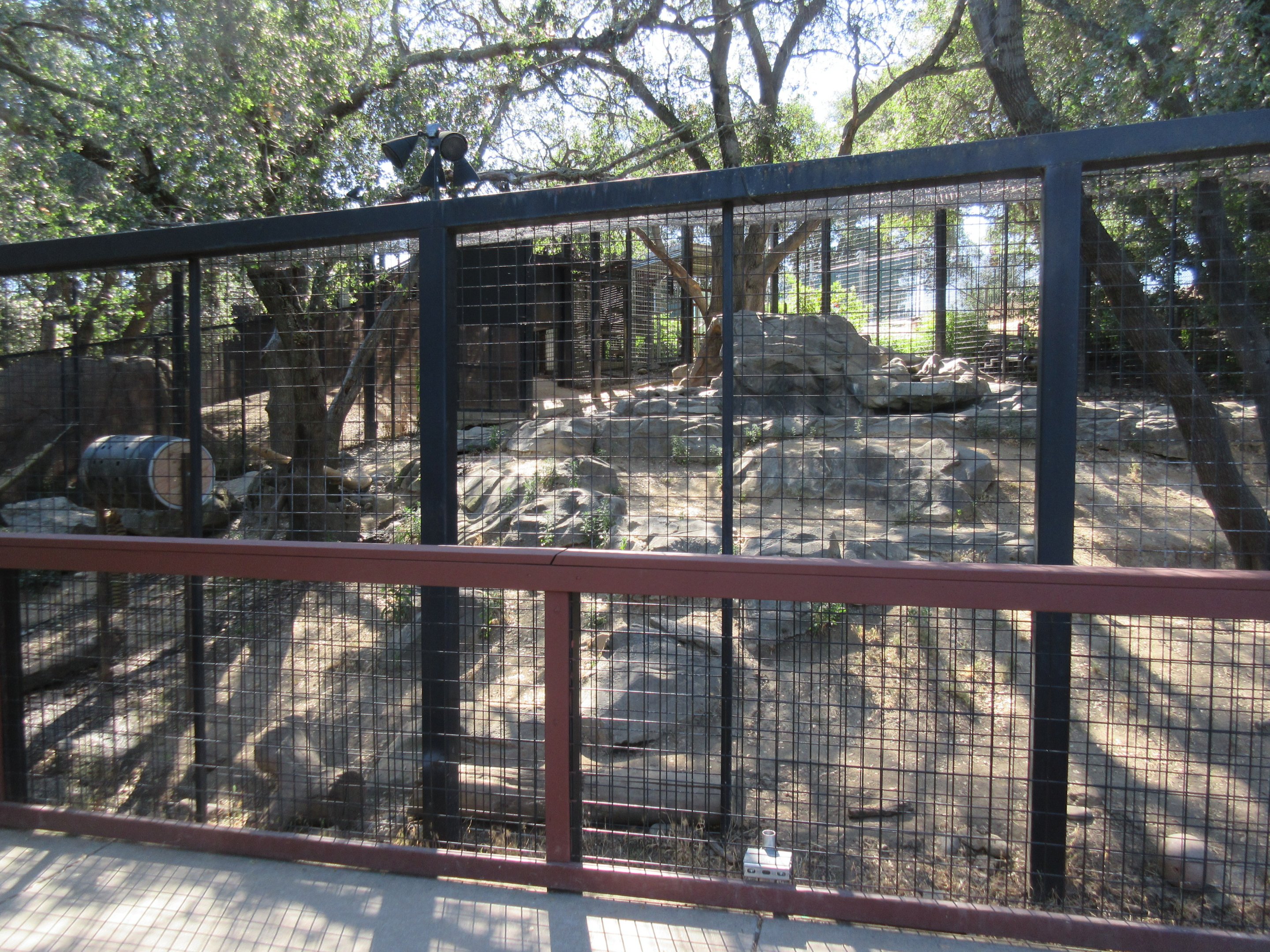 American Black Bear Exhibit #1