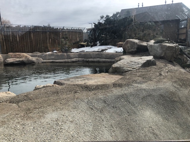 American Black Bear Exhibit 1