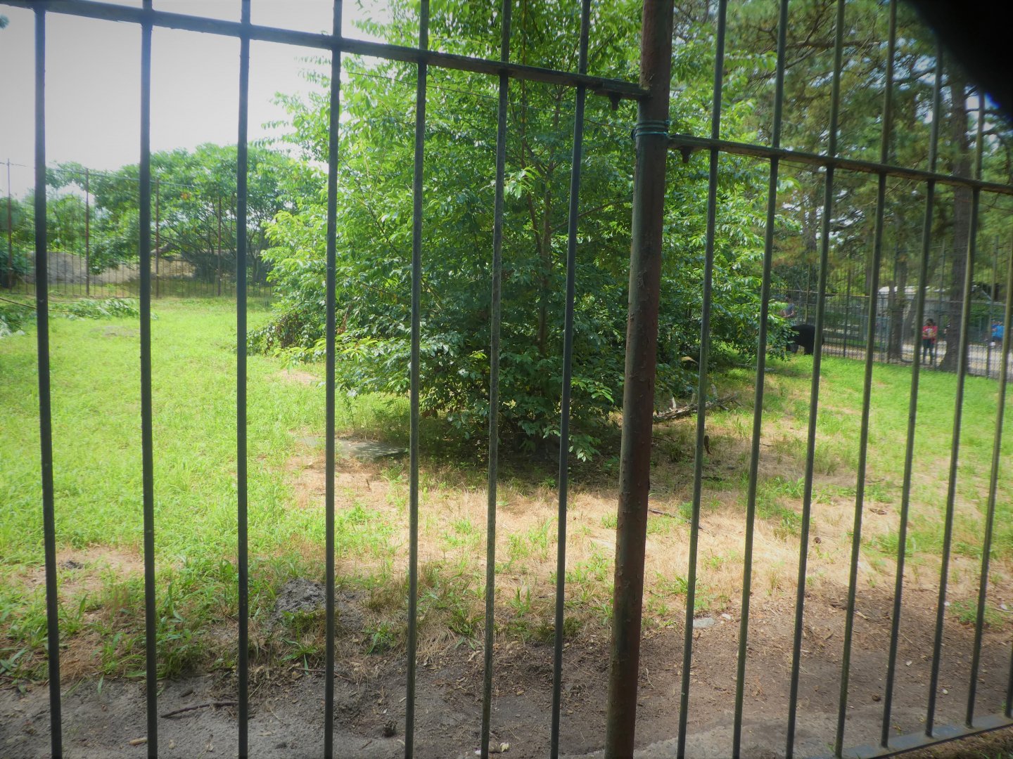 American Black Bear Exhibit 1