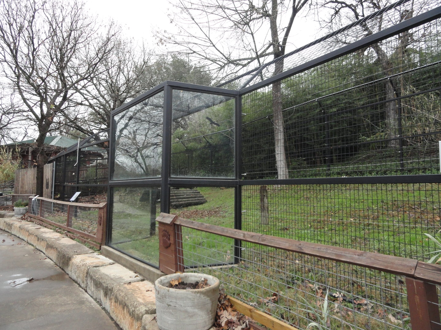 American Black Bear Exhibit 1