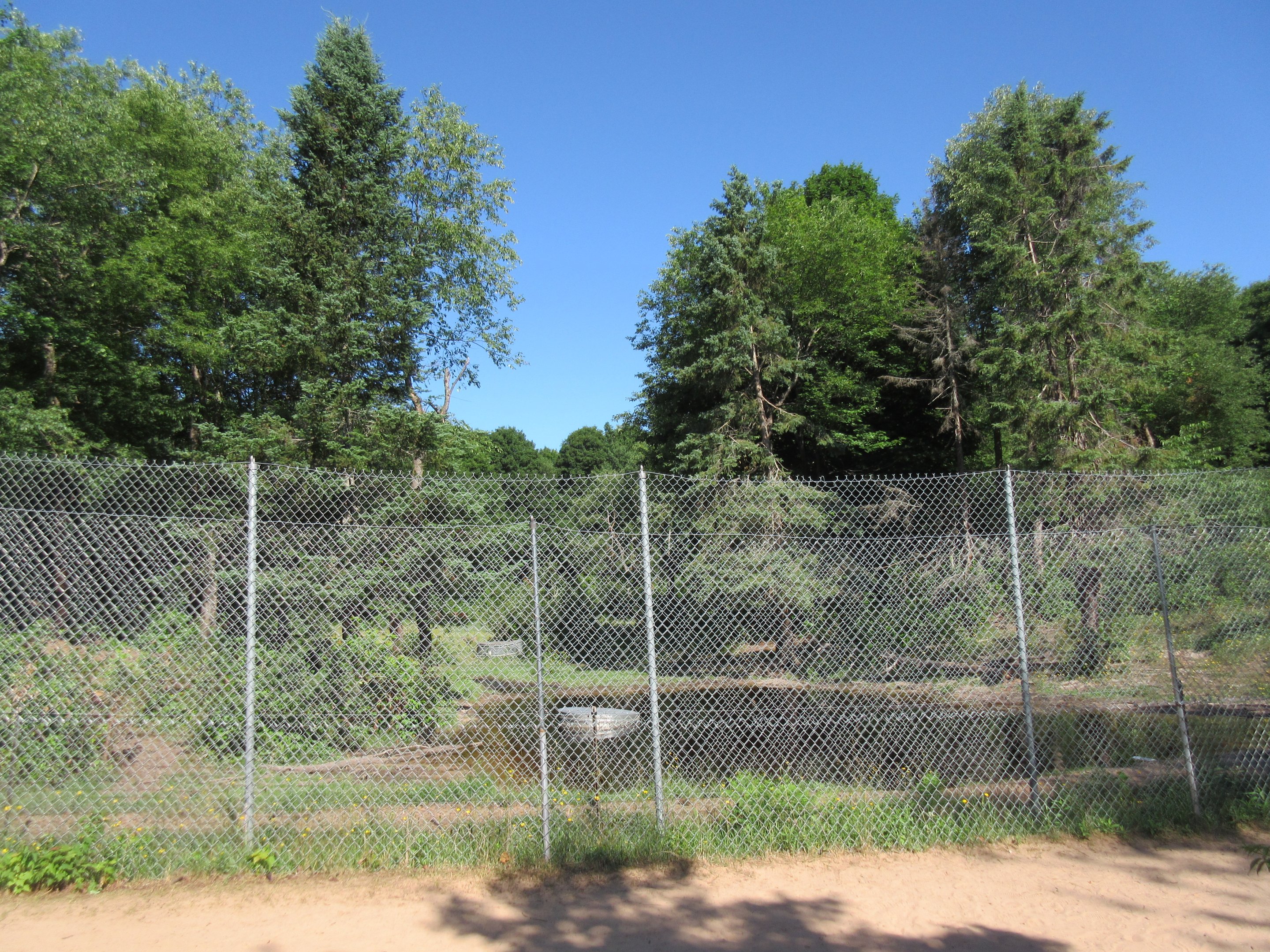 American Black Bear Exhibit #2 - Adult Males