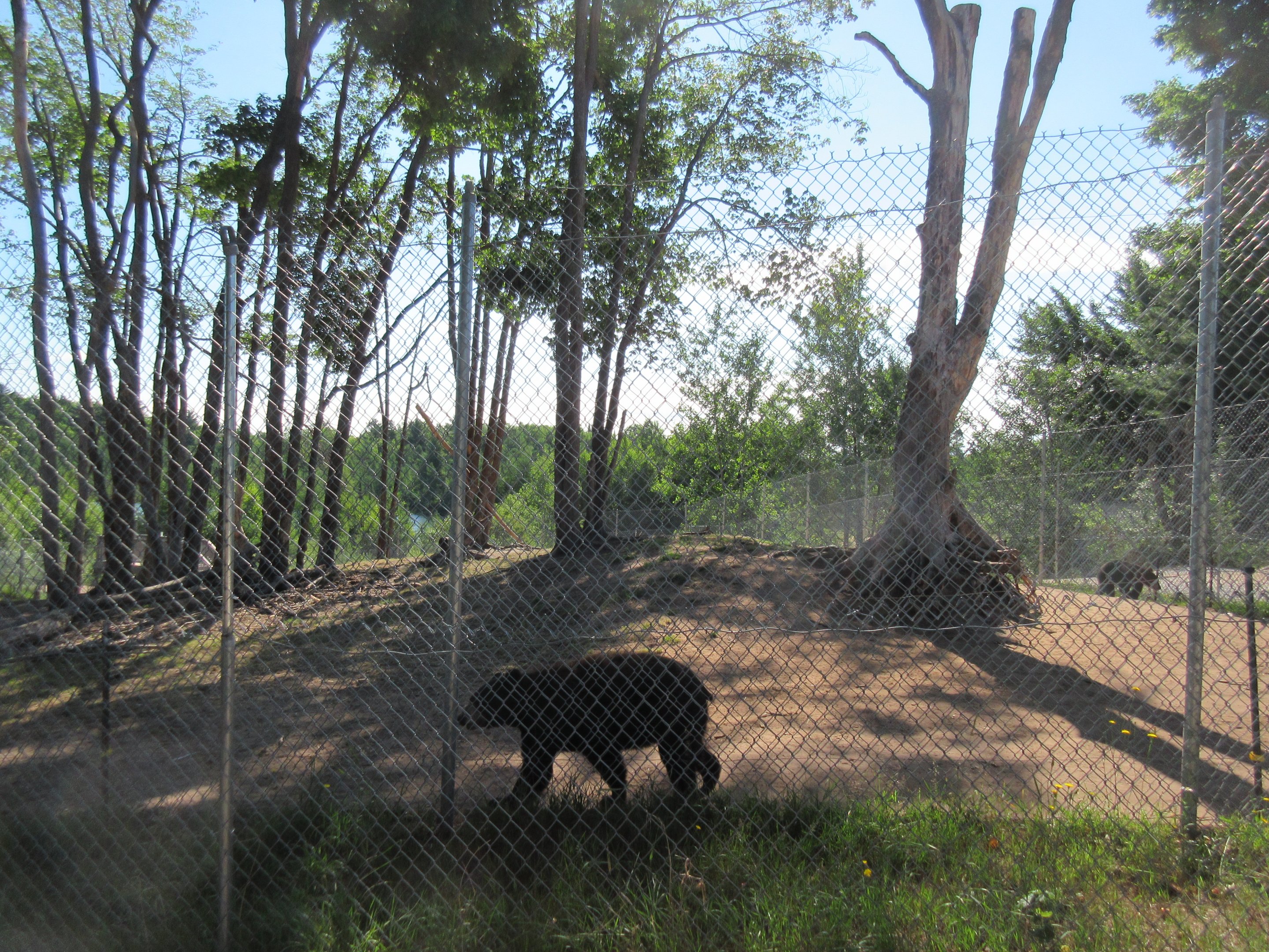 American Black Bear Exhibit #2 - Adult Males