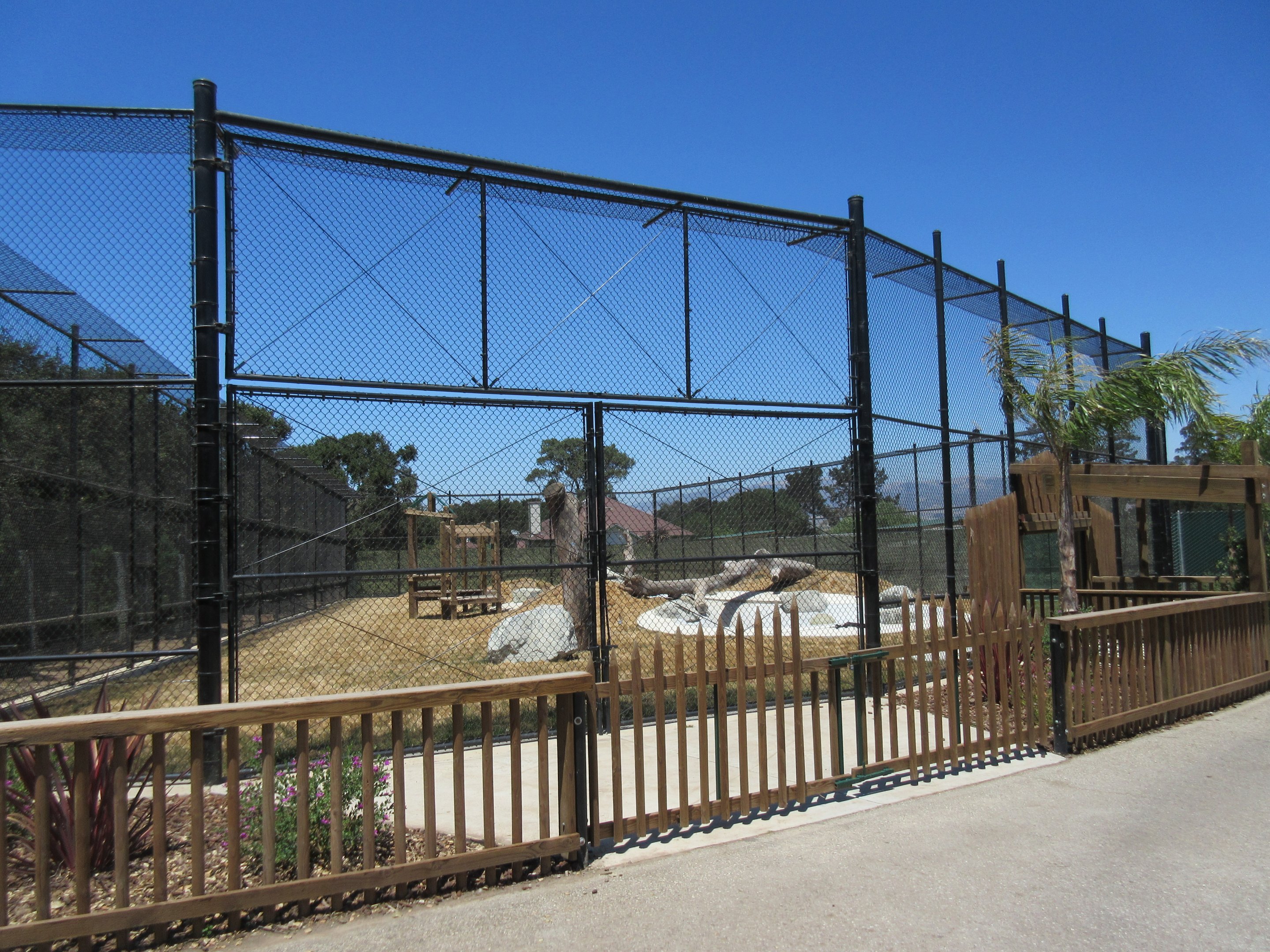 American Black Bear Exhibit #2 (New in 2017)