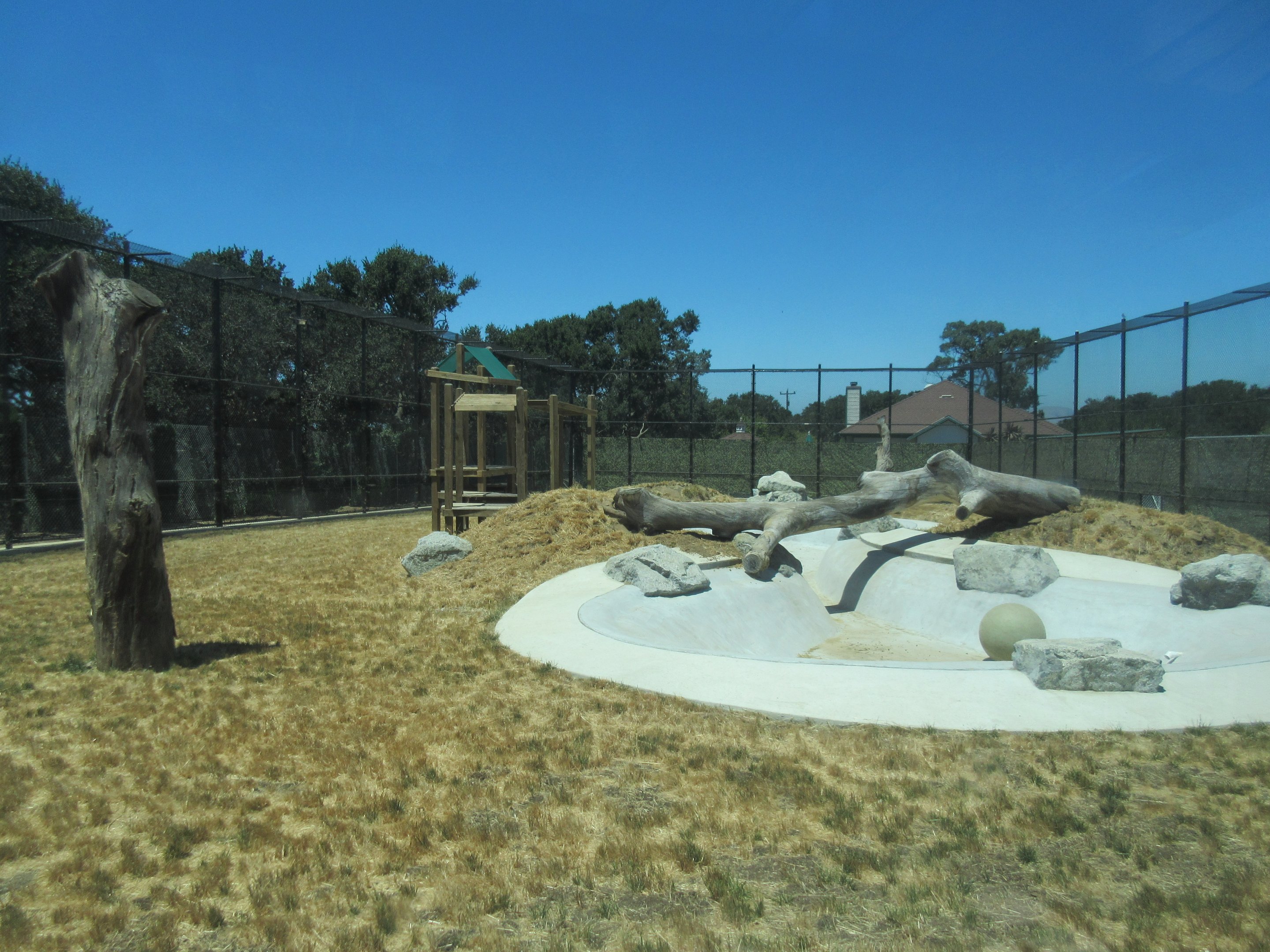 American Black Bear Exhibit #2 (New in 2017)