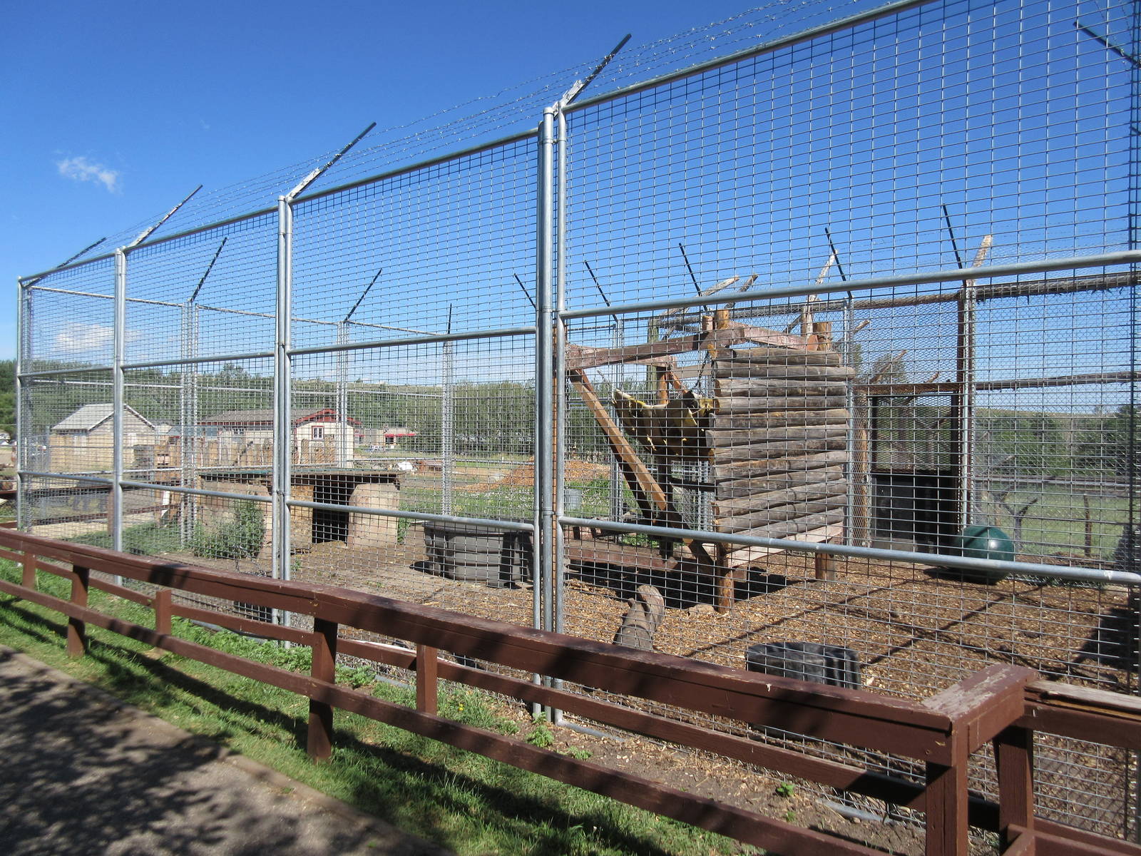 American Black Bear Exhibit #2