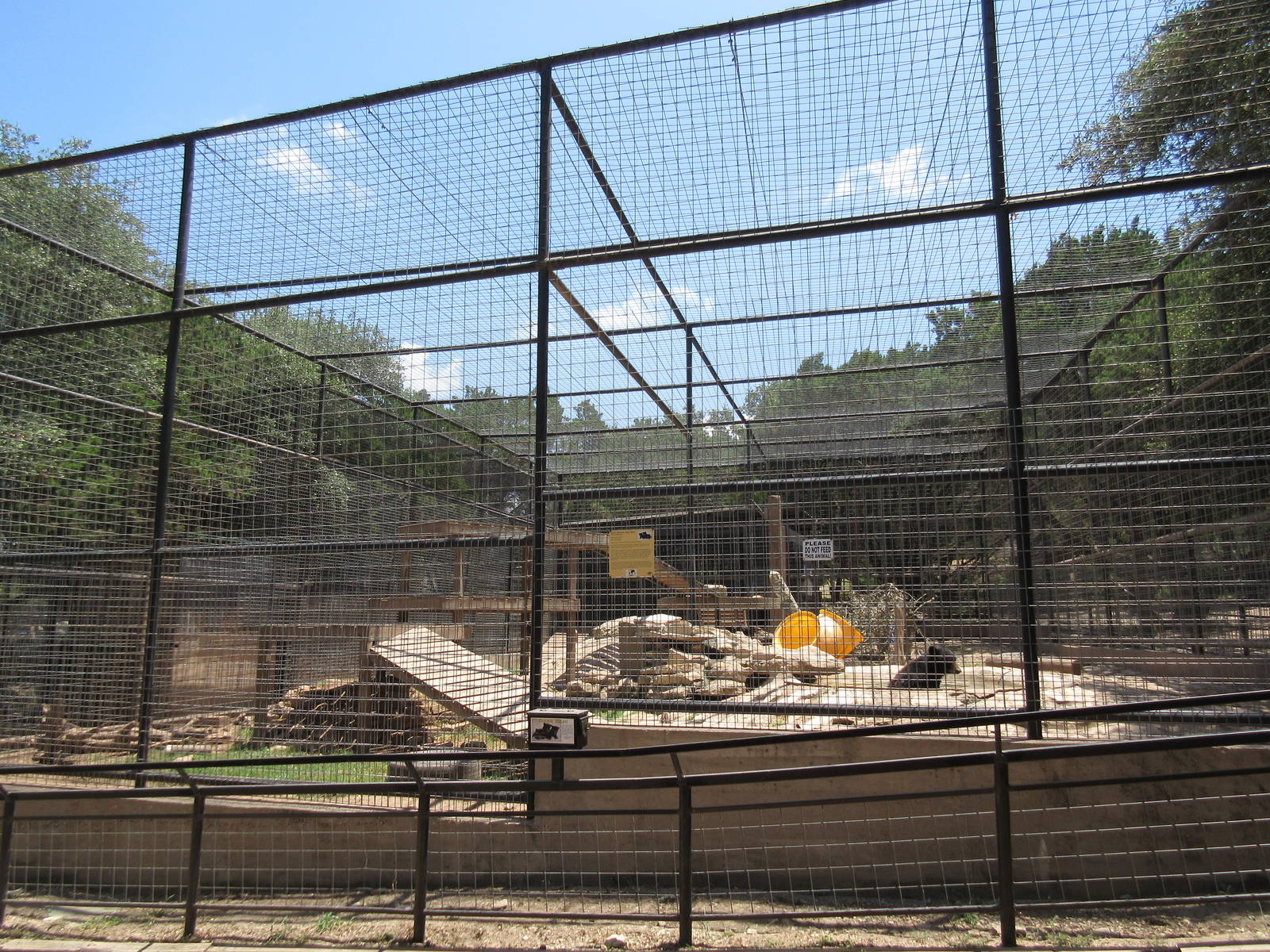 American Black Bear Exhibit #2