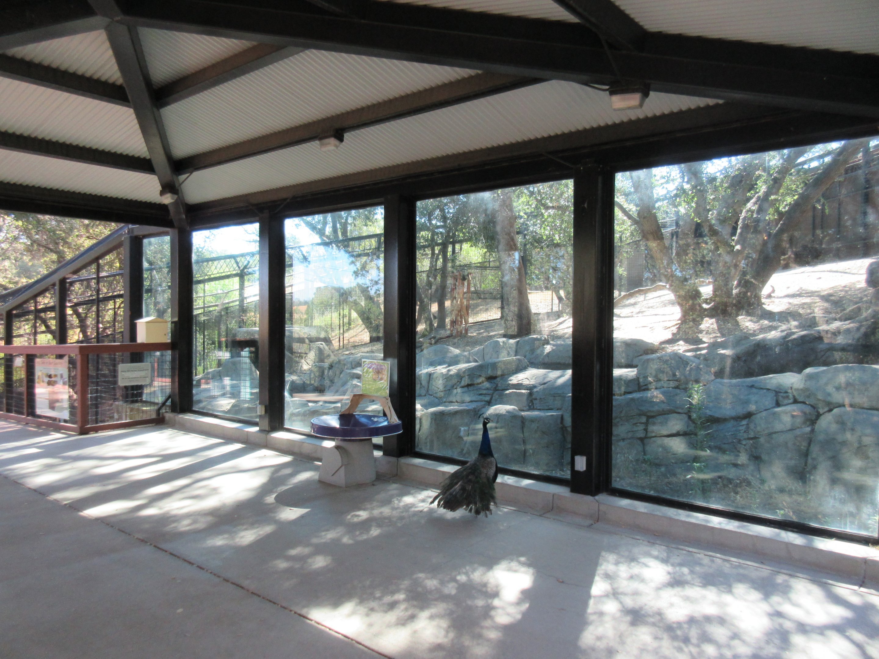 American Black Bear Exhibit #2