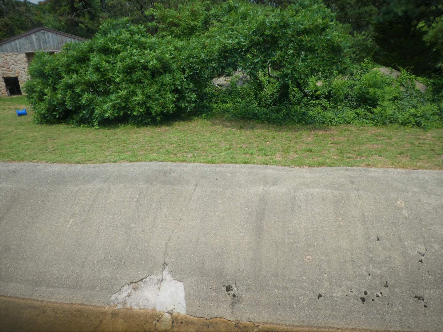 American Black Bear Exhibit 2