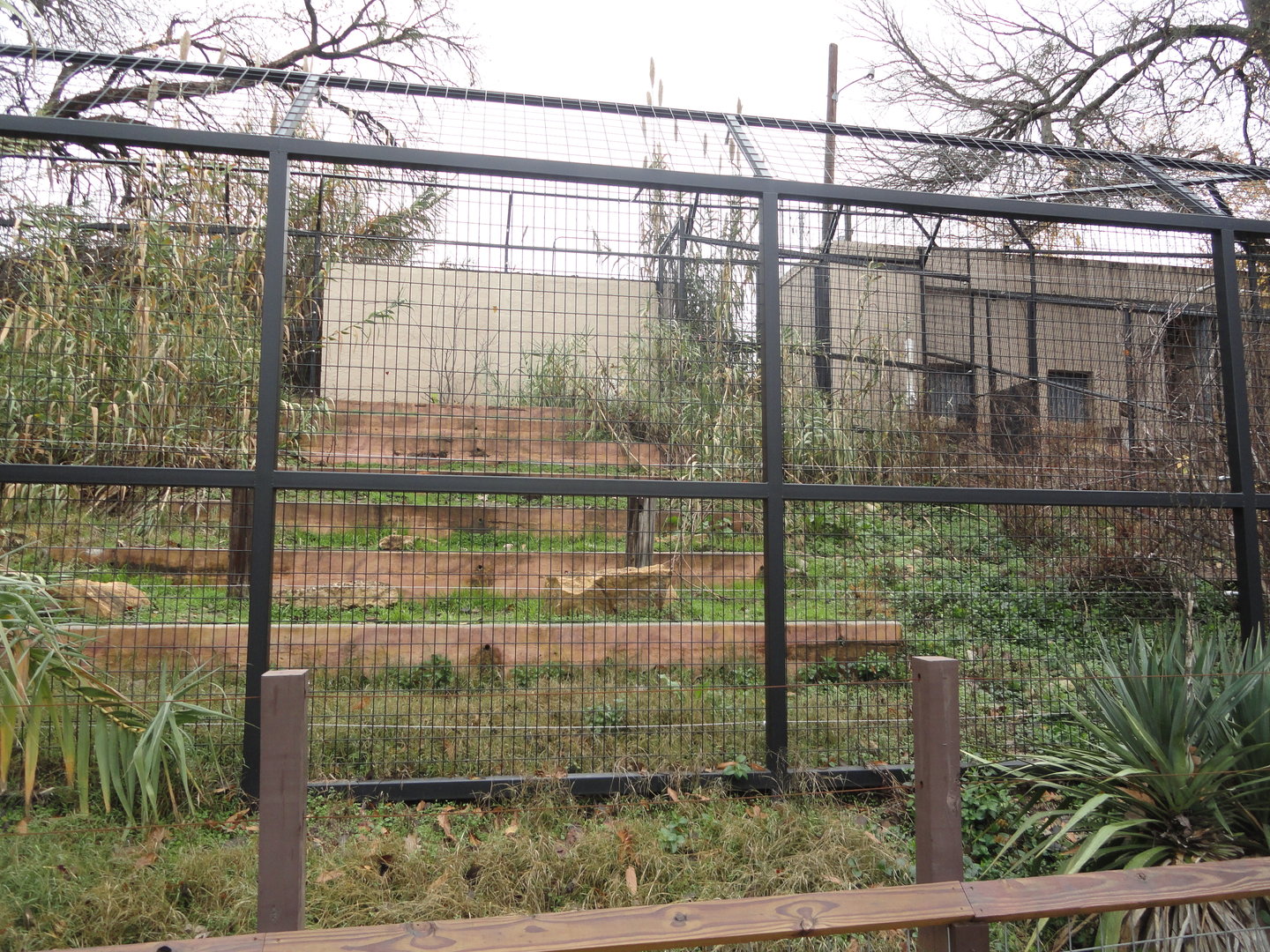 American Black Bear Exhibit 2