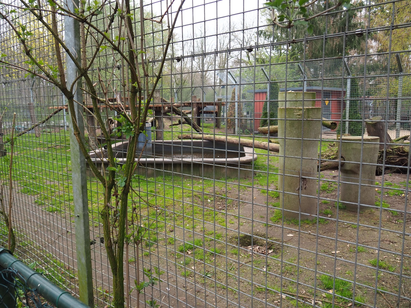 American black bear exhibit, 2019-04-06