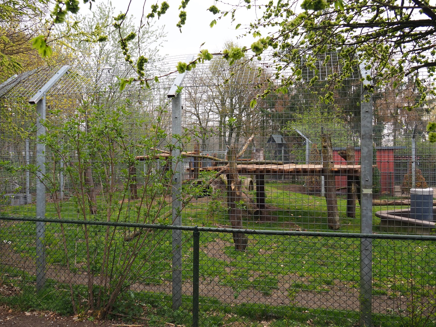 American black bear exhibit, 2019-04-06