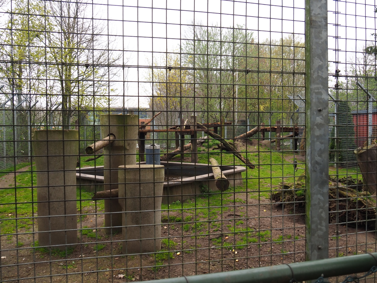 American black bear exhibit, 2019-04-06