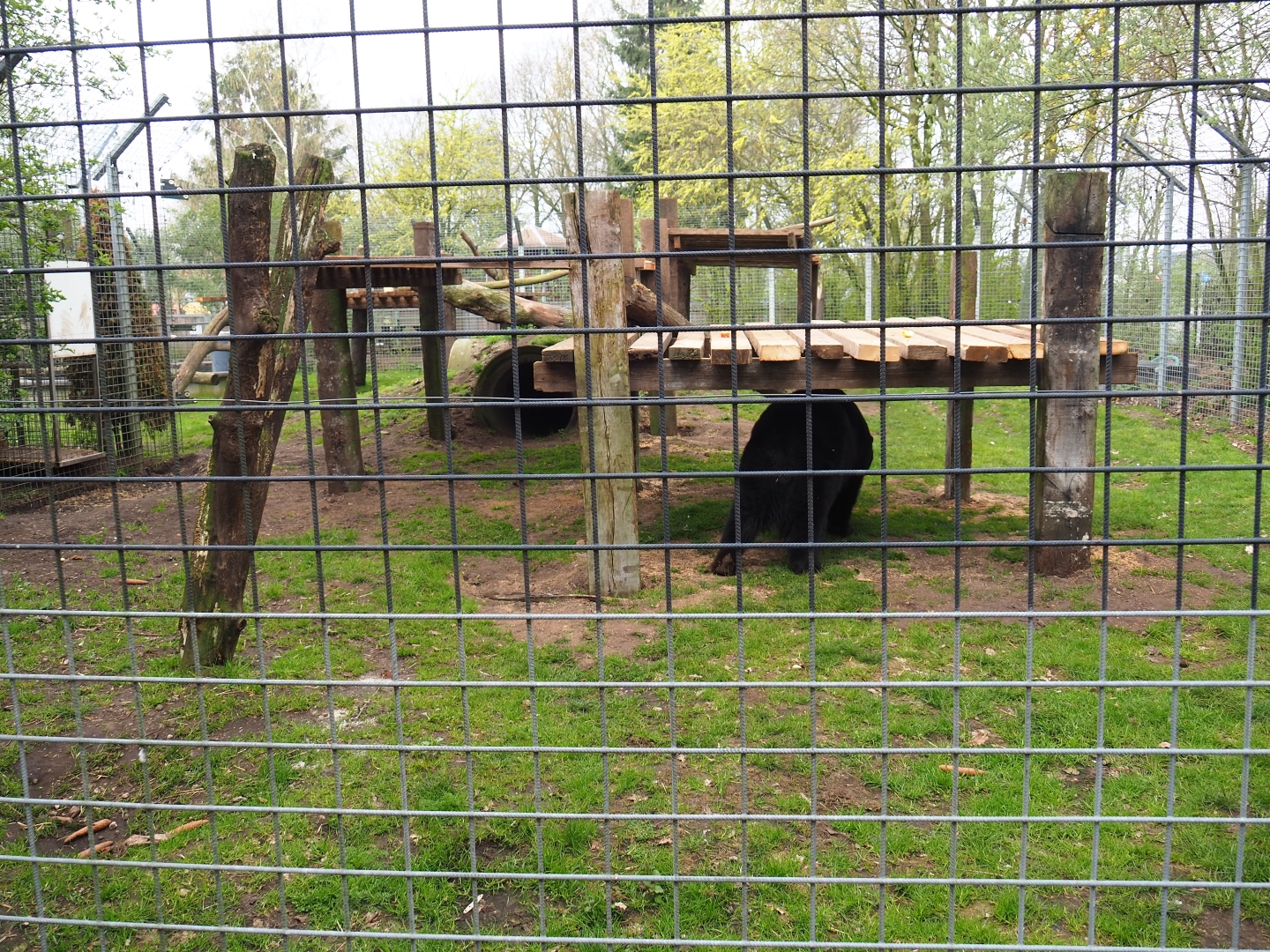 American black bear exhibit, 2019-04-06