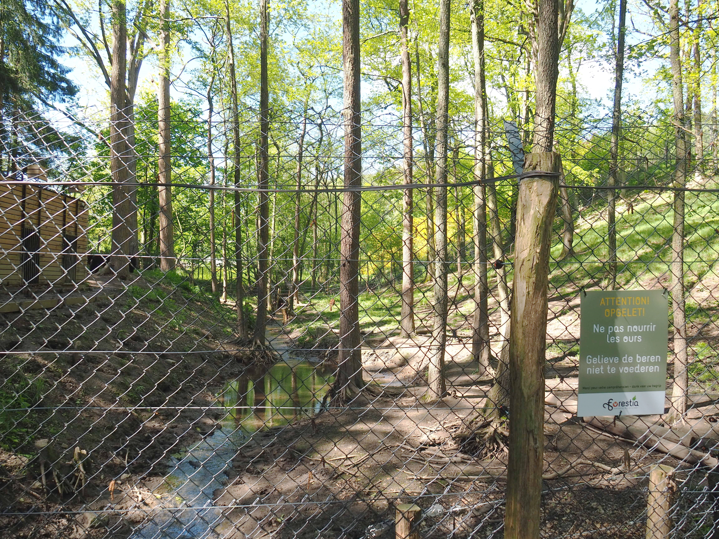 American black bear exhibit, 2021-05-29