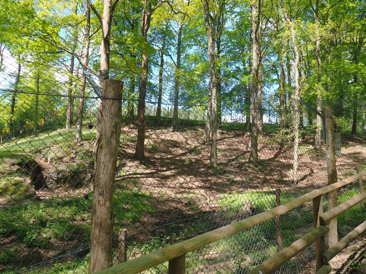 American black bear exhibit, 2021-05-29