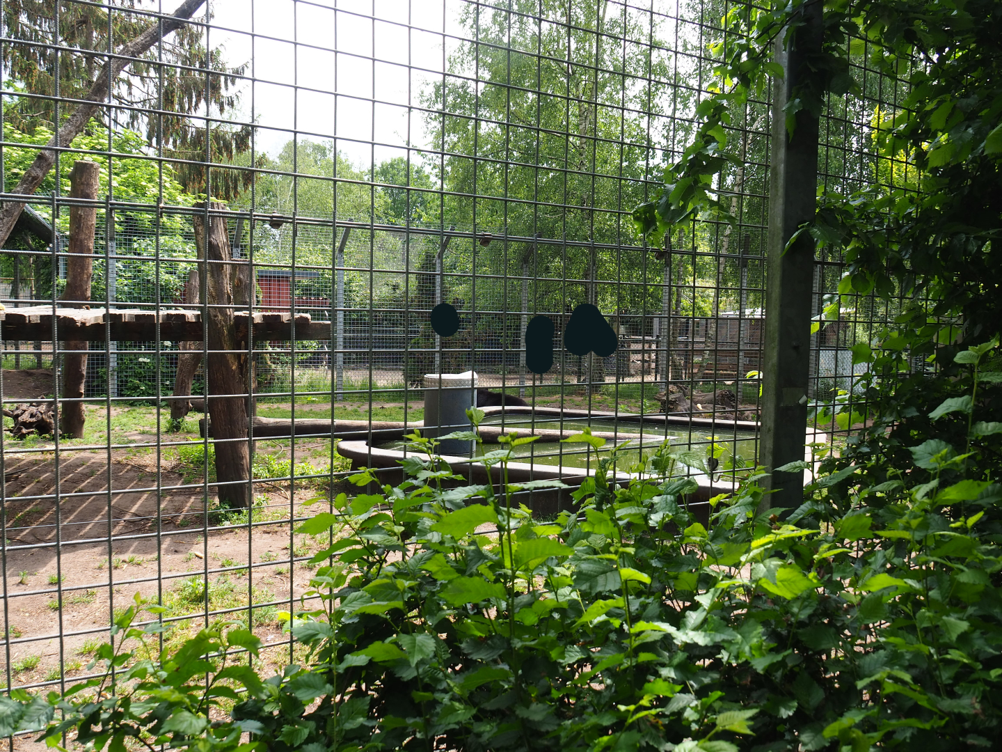 American black bear exhibit, 2022-05-17