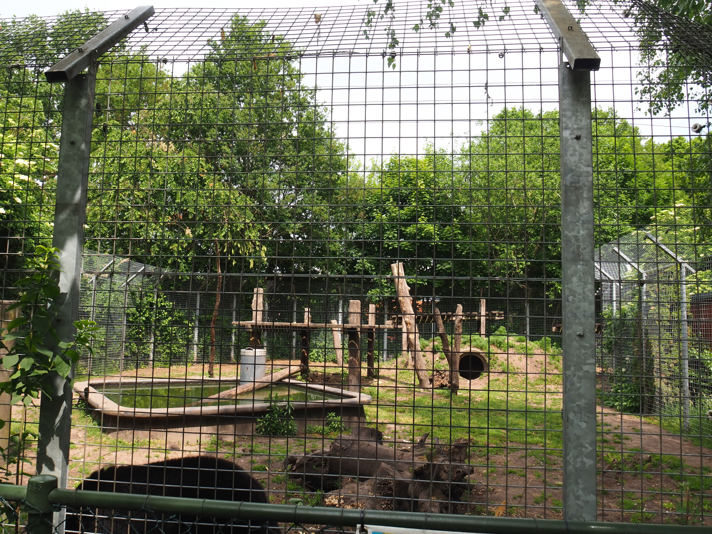 American black bear exhibit, 2022-05-17