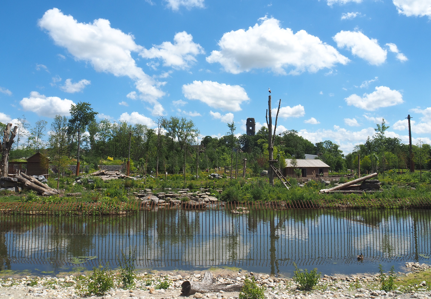 American black bear exhibit, 2022-06-28