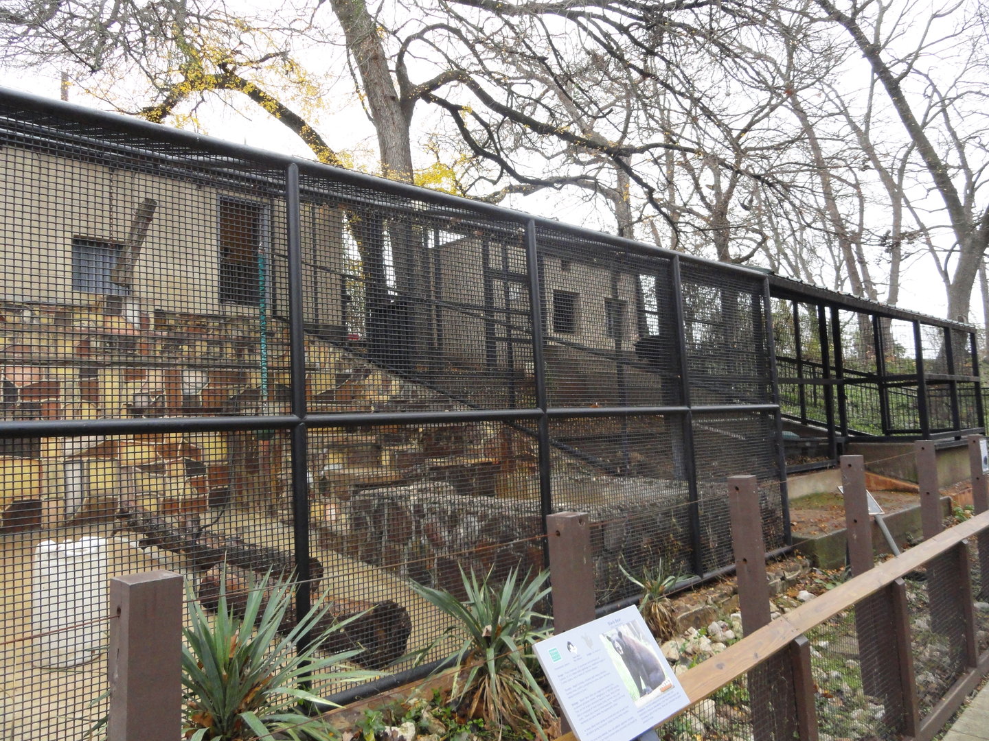 American Black Bear Exhibit 3 (&4 in Background)