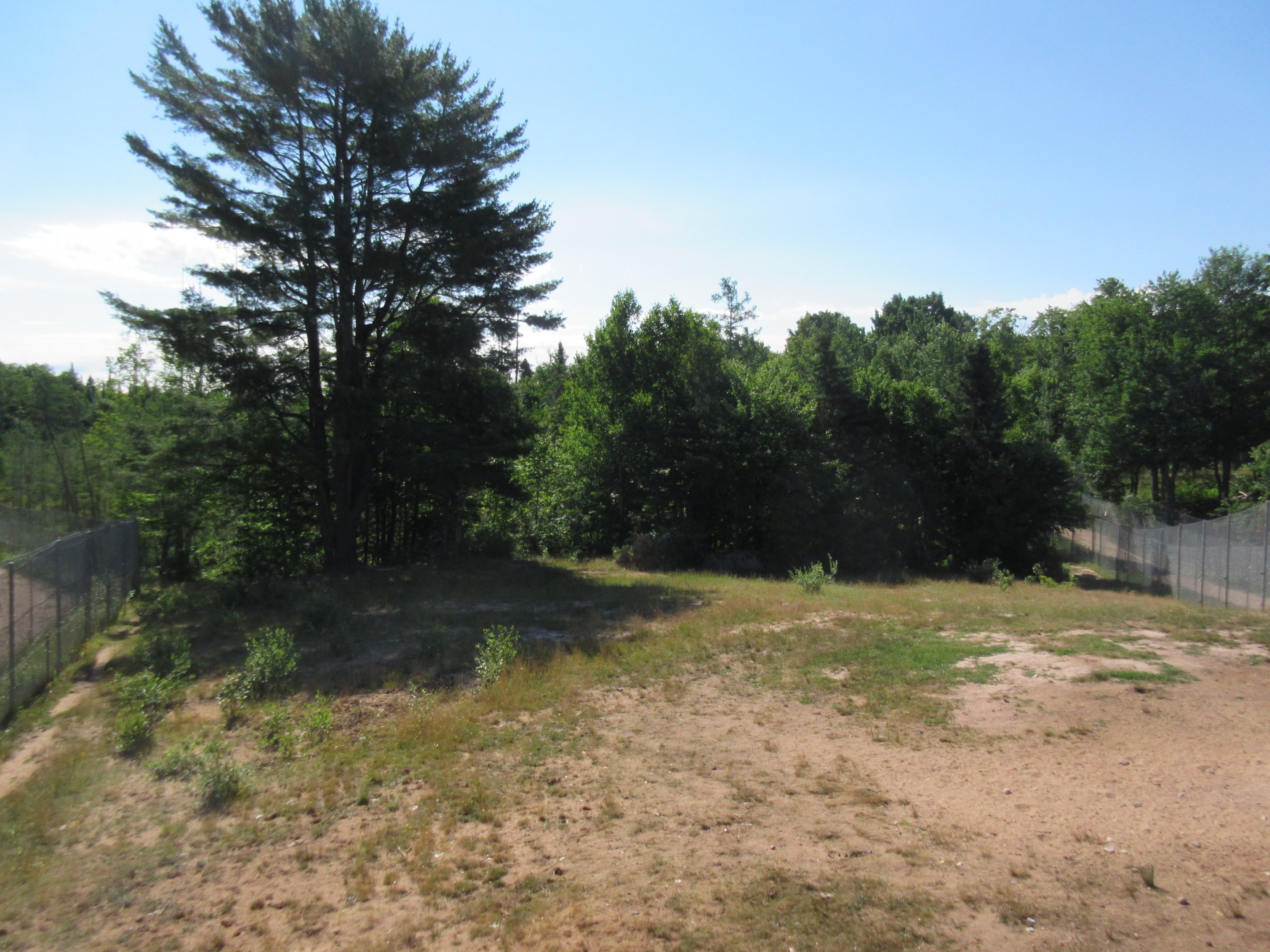 American Black Bear Exhibit #3 - Females