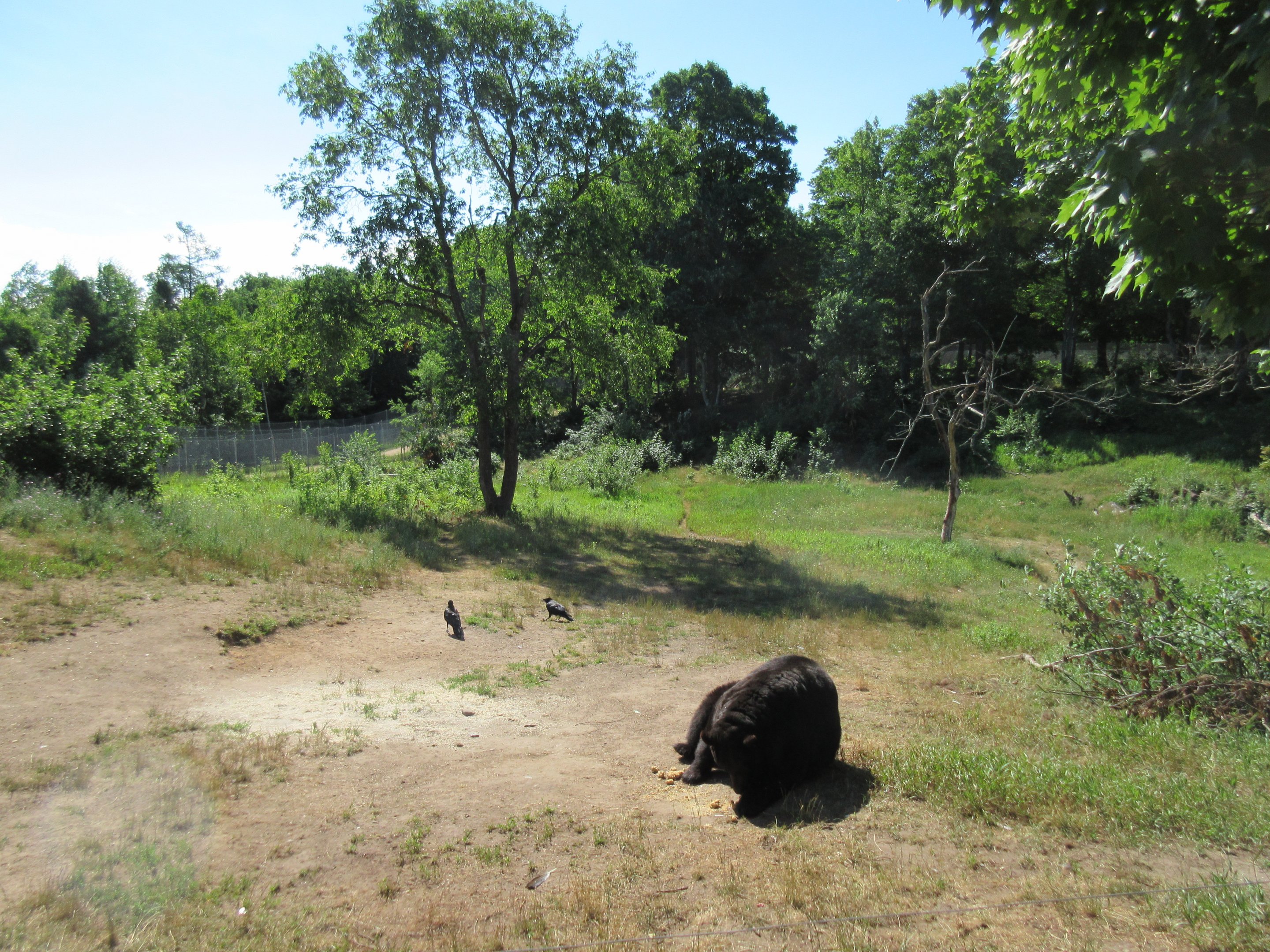 American Black Bear Exhibit #3 - Females