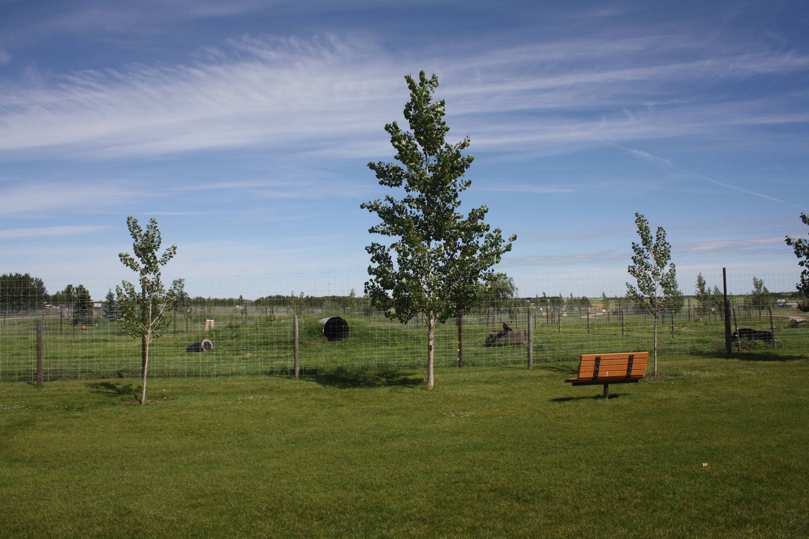 American Black Bear Exhibit #3