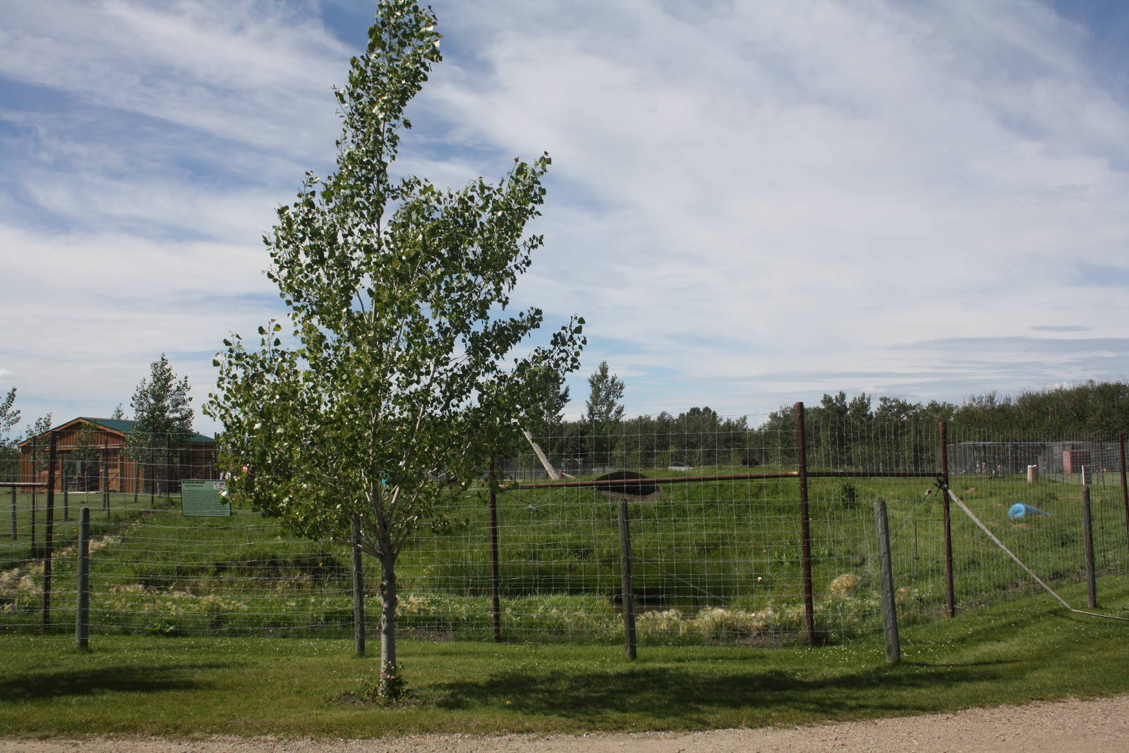 American Black Bear Exhibit #3