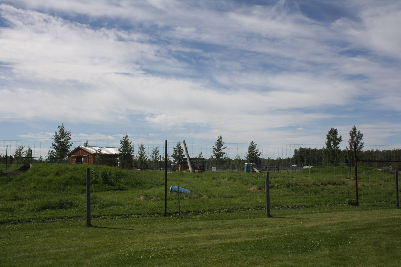 American Black Bear Exhibit #3