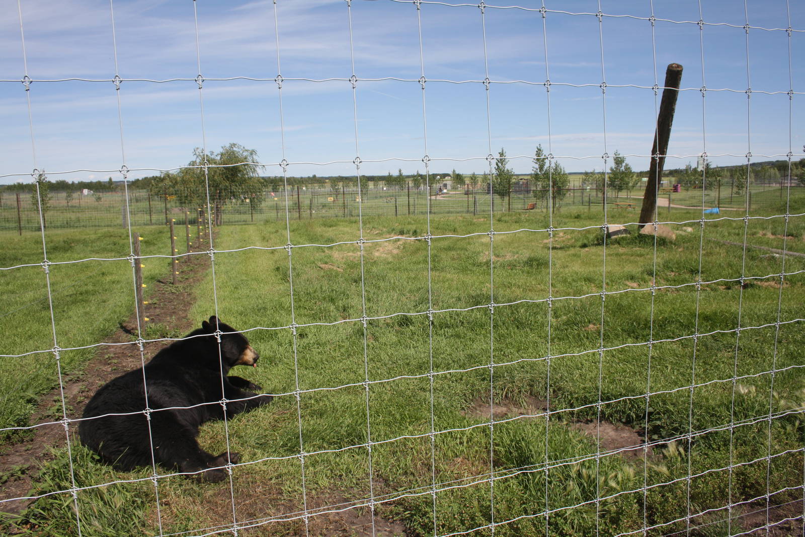 American Black Bear Exhibit #3