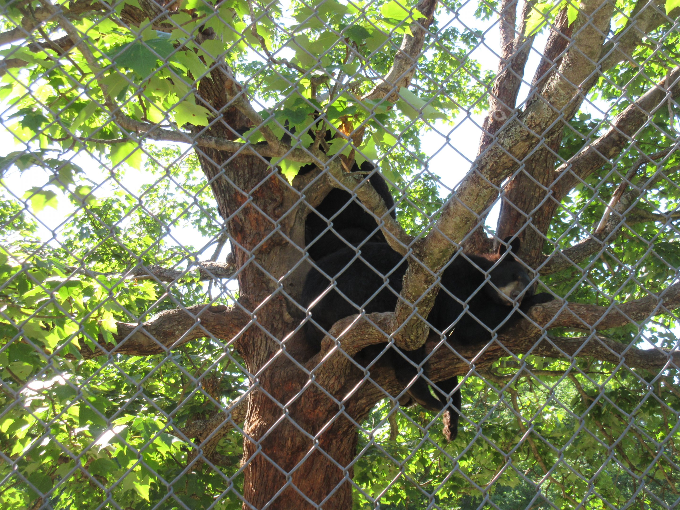 American Black Bear Exhibit #4 - High in a tree!