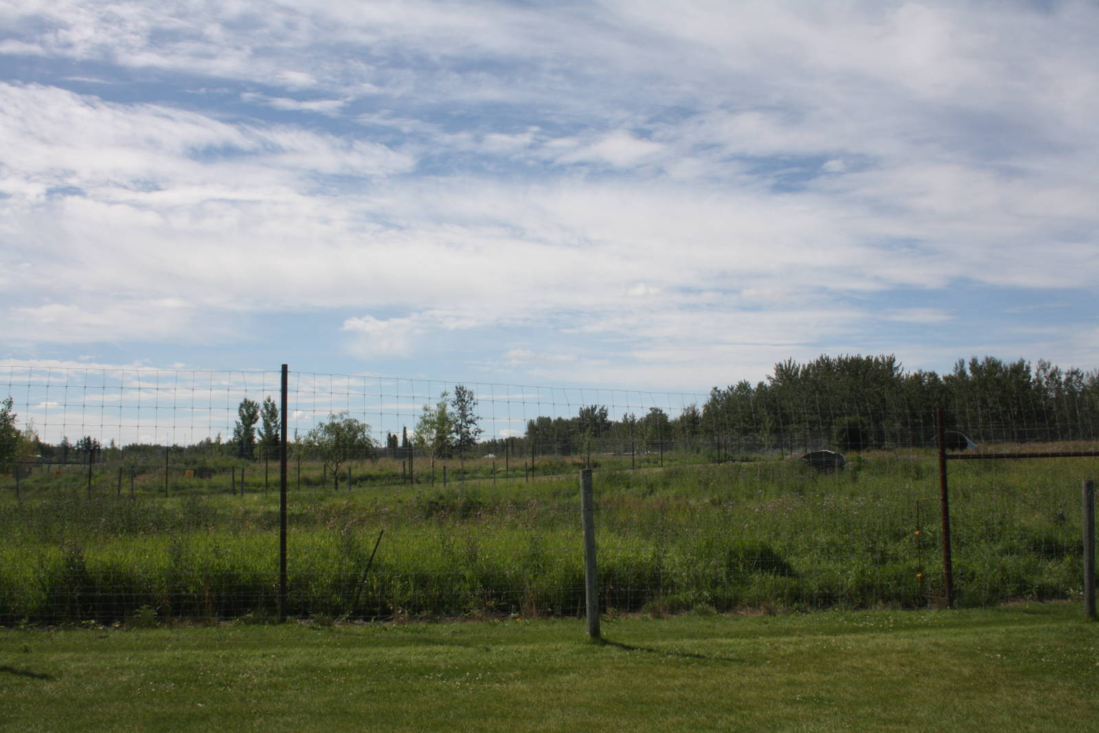 American Black Bear Exhibit #4