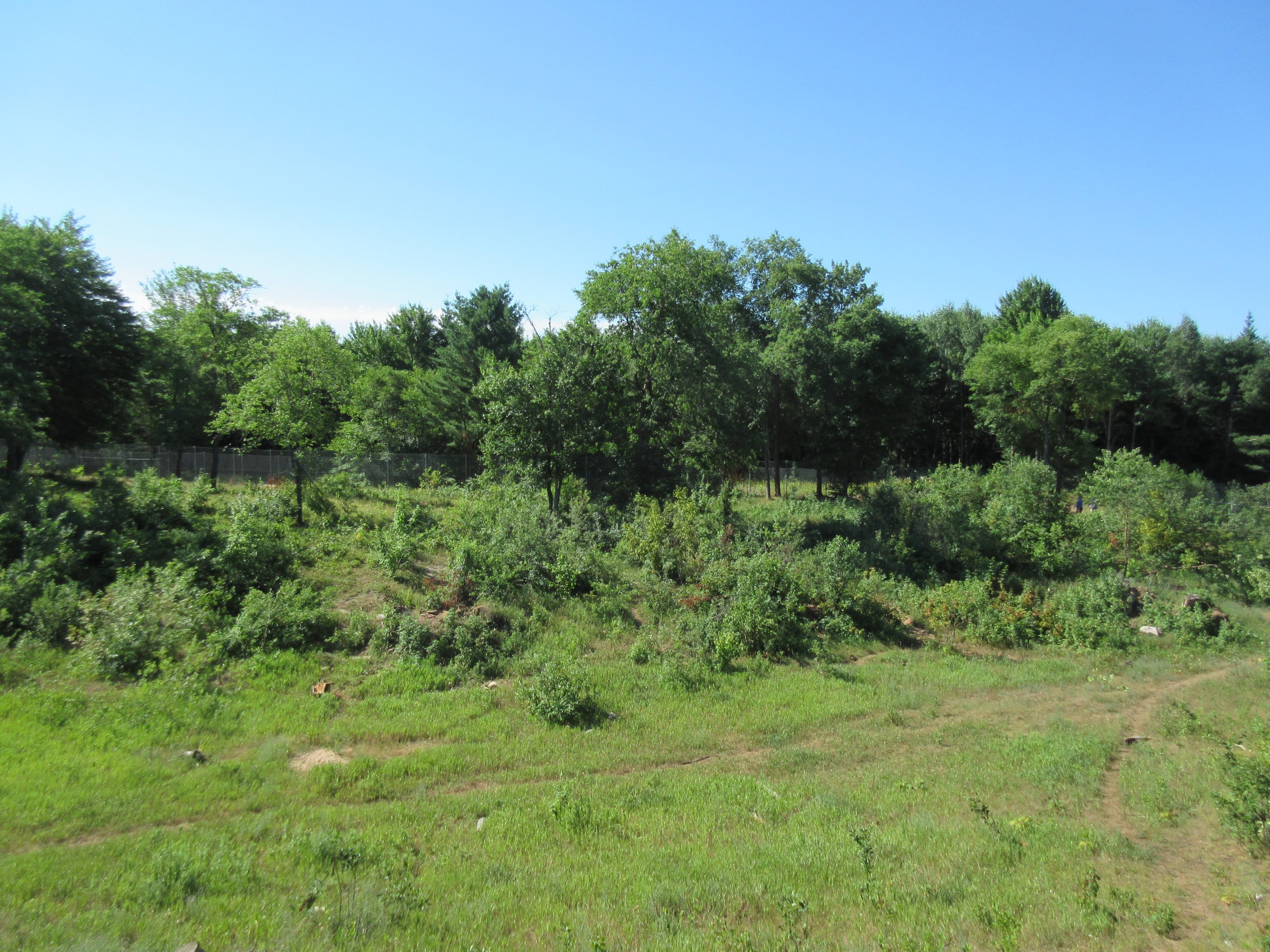 American Black Bear Exhibit #4