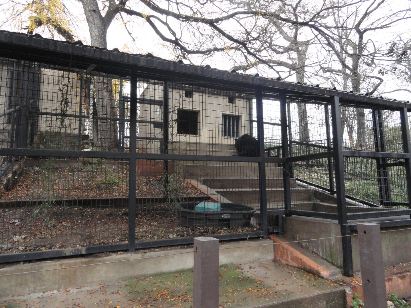 American Black Bear Exhibit 4