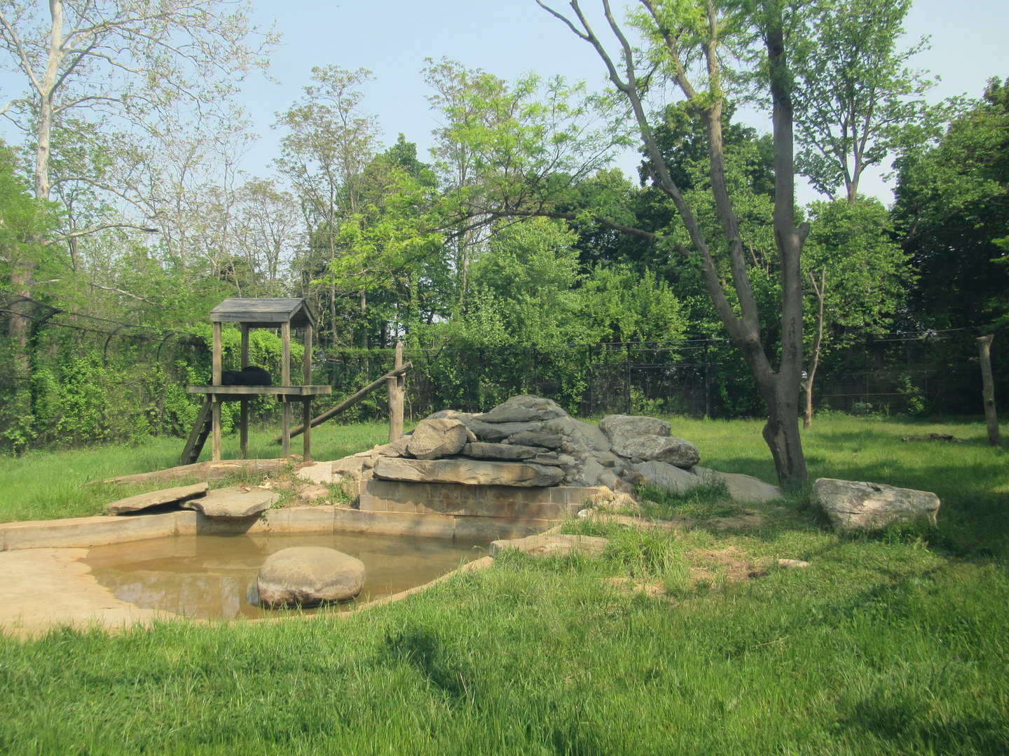 American Black Bear Exhibit - 5/23/23