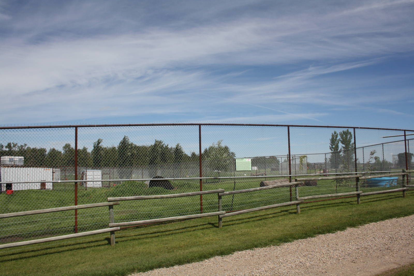 American Black Bear Exhibit #5