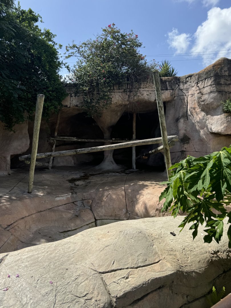 American black bear exhibit (7/2/24)