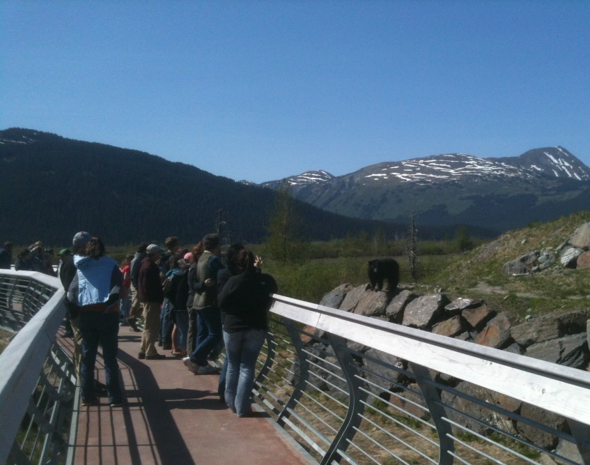 American Black Bear Exhibit and Guests