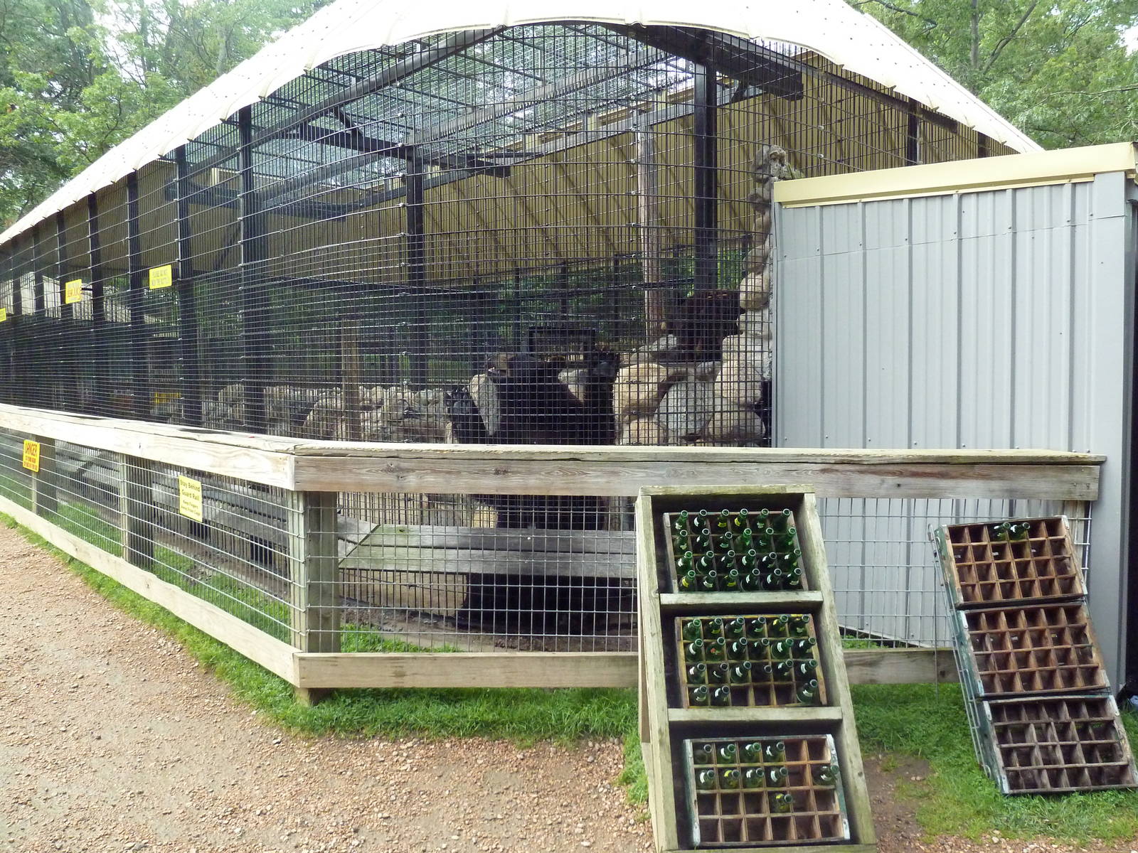 American Black Bear Exhibit + Bear Juice Bottles